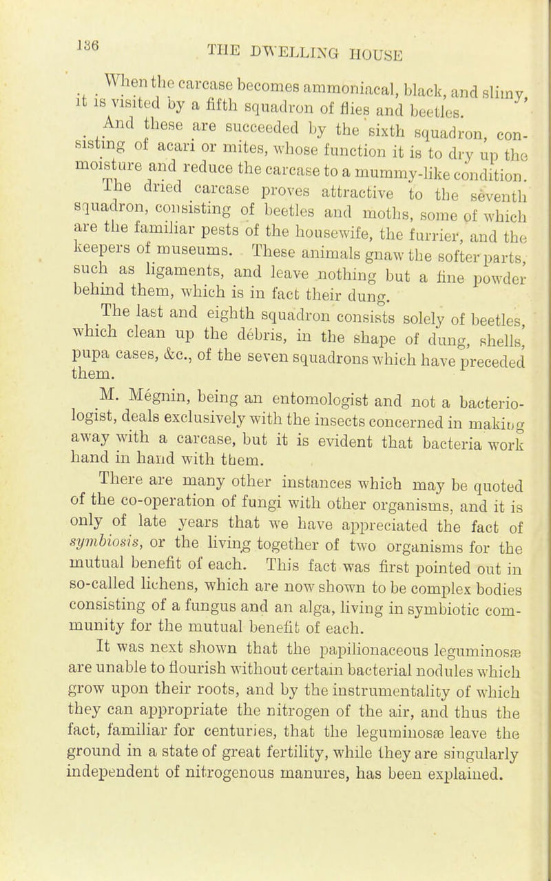 _ When the carcase becomes ammoniacal, black, and slimy it is visited by a fifth squadron of flies and beetles. And these are succeeded by the sixth squadron, con- sistmg of acari or mites, whose function it is to dry up the moisture and reduce the carcase to a mummy-like condition. Ihe dried carcase proves attractive to the seventh squadron, consisting of beetles and moths, some of which are the familiar pests of the housewife, the furrier, and the keepers of museums. These animals gnaw the softer parts such as ligaments, and leave nothing but a fine powder behind them, which is in fact their dung. The last and eighth squadron consists solely of beetles which clean up the debris, in the shape of dung, shells,' pupa cases, &c, of the seven squadrons which have preceded them. M. Megnin, being an entomologist and not a bacterio- logist, deals exclusively with the insects concerned in makiug away with a carcase, but it is evident that bacteria work hand in hand with them. There are many other instances which may be quoted of the co-operation of fungi with other organisms, and it is only of late years that we have appreciated the fact of symbiosis, or the living together of two organisms for the mutual benefit of each. This fact was first pointed out in so-called lichens, which are now shown to be complex bodies consisting of a fungus and an alga, living in symbiotic com- munity for the mutual benefit of each. It was next shown that the papilionaceous leguminosffi are unable to flourish without certain bacterial nodules which grow upon their roots, and by the instrumentality of which they can appropriate the nitrogen of the air, and thus the fact, familiar for centuries, that the leguminosffi leave the ground in a state of great fertility, while they are singularly independent of nitrogenous manures, has been explained.