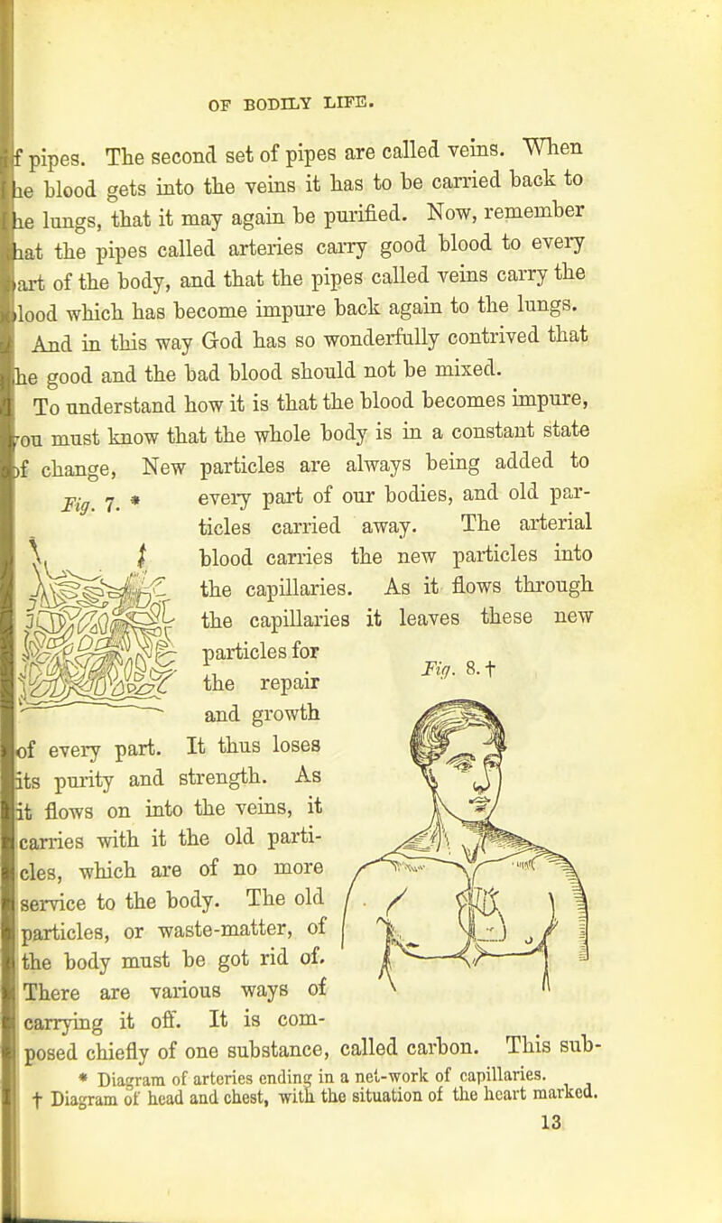 pipes. The second set of pipes are called veins. When ie blood gets into the veins it has to be carried back to le lungs, that it may again be purified. Now, remember oat the pipes called arteries carry good blood to every art of the body, and that the pipes called veins carry the lood which has become impure back again to the lungs. And in this way God has so wonderfully contrived that Le good and the bad blood should not be mixed. To understand how it is that the blood becomes impure, ■on must know that the whole body is in a constant state f change, New particles are always being added to Fig. 7. * every part of our bodies, and old par- ticles carried away. The arterial blood carries the new particles into the capillaries. As it flows through the capillaries it leaves these new particles for the repair and growth of every part. It thus loses its purity and strength. As it flows on into the veins, it carries with it the old parti- cles, which are of no more service to the body. The old particles, or waste-matter, of the body must be got rid of. There are various ways of carrying it off. It is com- Fig. 8.f posed chiefly of one substance, called carbon. This sub- * Diagram of arteries ending in a net-work of capillaries, nth ^ t Diagram of head and chest, •with the situation of the heart marked.