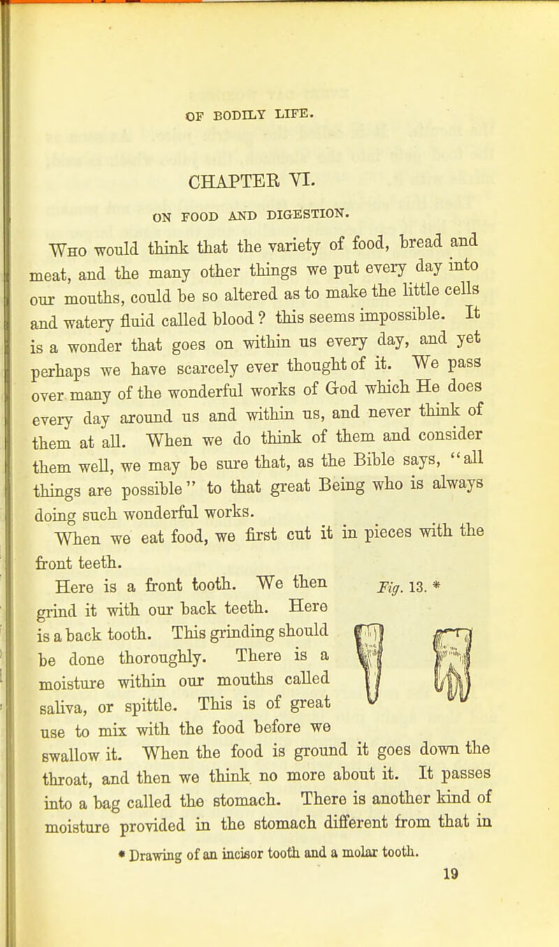 CHAPTER VI. ON FOOD AND DIGESTION. Who would think that the variety of food, hread and meat, and the many other things we put every day into our mouths, could be so altered as to make the little cells and watery fluid called blood ? this seems impossible. It is a wonder that goes on within us every day, and yet perhaps we have scarcely ever thought of it. We pass over many of the wonderful works of God which He does every day around us and within us, and never think of them at all. When we do think of them and consider them well, we may be sure that, as the Bible says, all things are possible to that great Being who is always doing such wonderful works. When we eat food, we first cut it in pieces with the front teeth. Here is a front tooth. We then Fig 13 * grind it with our back teeth. Here is a back tooth. This grinding should be done thoroughly. There is a moisture within our mouths called saliva, or spittle. This is of great use to mix with the food before we swallow it. When the food is ground it goes down the throat, and then we think, no more about it. It passes into a bag called the stomach. There is another kind of moisture provided in the stomach different from that in * Drawing of an incisor tooth and a molar tooth.