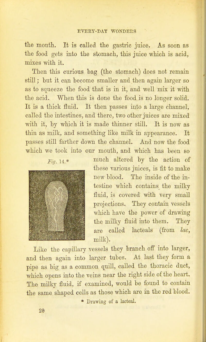 the mouth. It is called the gastric juice. As soon as the food gets into the stomach, this juice which is acid, mixes with it. Then this curious bag (the stomach) does not remain still; hut it can become smaller and then again larger so as to squeeze the food that is in it, and well mix it with the acid. When this is done the food is no longer solid. It is a thick fluid. It then passes into a large channel, called the intestines, and there, two other juices are mixed with it, by which it is made thinner still. It is now as thin as milk, and something like milk in appearance. It passes still farther down the channel. And now the food which we took into our mouth, and which has been so Fig. 14.* much altered by the action of these various juices, is fit to make new blood. The inside of the in- testine which contains the milky fluid, is covered with very small projections. They contain vessels which have the power of drawing the milky fluid into them. They are called lacteals (from lac, milk). Like the capillary vessels they branch off into larger, and then again into larger tubes. At last they form a pipe as big as a common quill, called the thoracic duct, which opens into the veins near the right side of the heart. The milky fluid, if examined, would be found to contain the same shaped cells as those which are in the red blood. * Drawing of a lacteal.