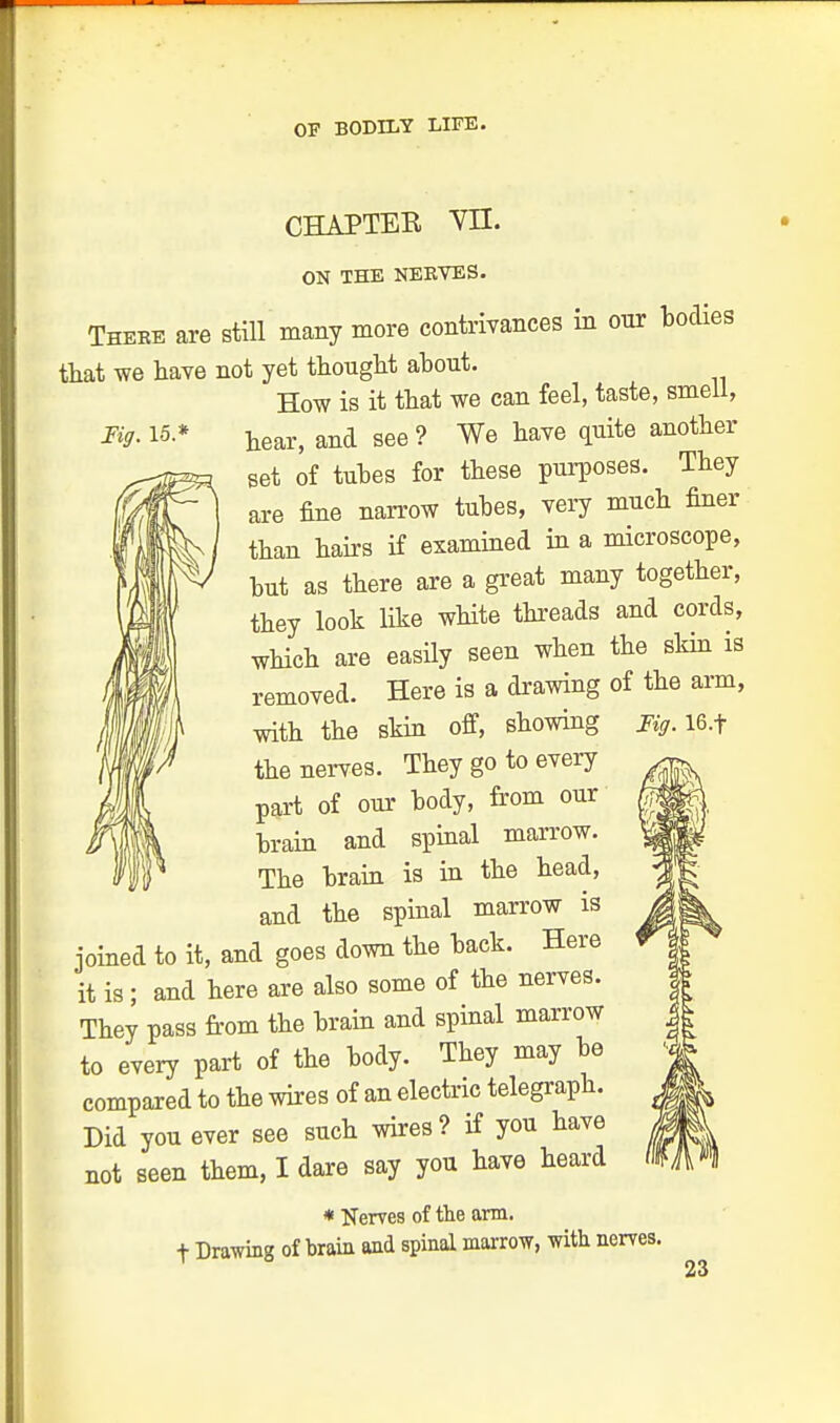 Fig. 15.' CHAPTEB VII. ON THE NERVES. There are still many more contrivances in our bodies that we have not yet thought about. How is it that we can feel, taste, smell, hear, and see ? We have quite another set of tubes for these purposes. They are fine narrow tubes, very much finer than hairs if examined in a microscope, but as there are a great many together, they look like white threads and cords, which are easily seen when the skin is removed. Here is a drawing of the arm, with the skin off, showing Mg. 16.t the nerves. They go to every part of our body, from our brain and spinal marrow. The brain is in the head, and the spinal marrow is joined to it, and goes down the back. Here it is; and here are also some of the nerves. They pass from the brain and spinal marrow to every part of the body. They may be compared to the wires of an electric telegraph. Did you ever see such wires? if you have not seen them, I dare say you have heard * Nerves of the arm. t Drawing of brain and spinal marrow, with nerves.