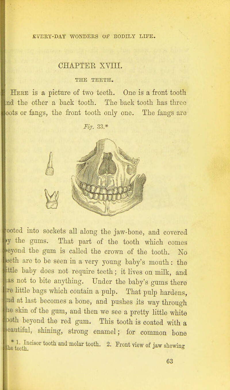 SVERY-DAY WONDEKS OF BODILY LIFE. CHAPTER XVIII. THE TEETH. Here is a picture of two teeth. One is a front tooth nd the other a back tooth. The back tooth has three oots or fangs, the front tooth only one. The fangs are Fig. 33* noted into sockets all along the jaw-bone, and covered |y the gums. That part of the tooth which comes feyond the gum is called the crown of the tooth. No aeth are to be seen in a very young baby's mouth: the :ttle baby does not require teeth; it lives on milk, and .as not to bite anything. Under the baby's gums there re little bags which contain a pulp. That pulp hardens, nd at last becomes a bone, and pushes its way through ie skin of the gum, and then we see a pretty little white )oth beyond the red gum. This tooth is coated with a eautiful, shining, strong enamel; for common bone he thn°iSOr t0°th and m0lar t00ttl' 2> Front ™w of iaw dewing