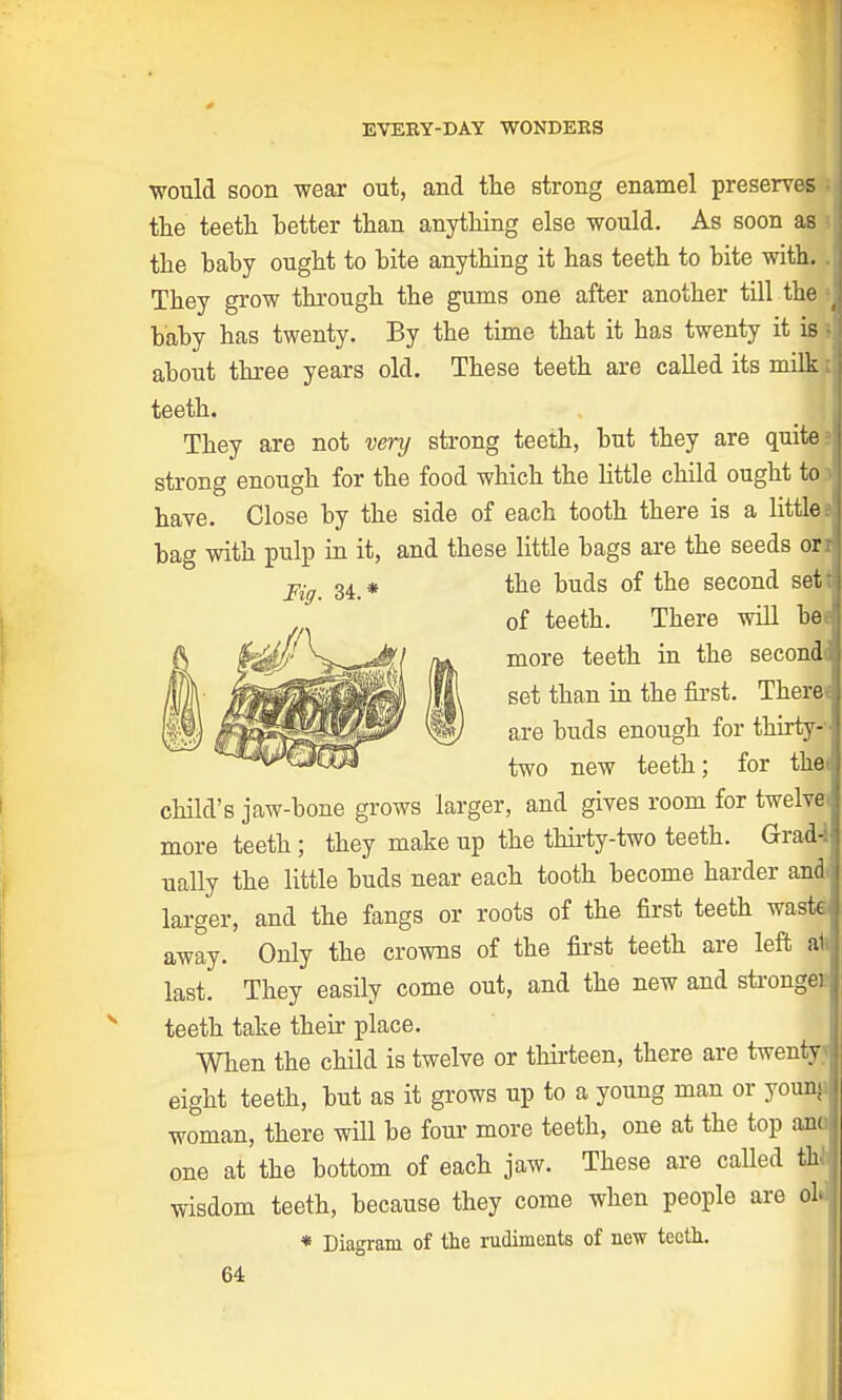 would soon wear out, and the strong enamel preserves the teeth better than anything else would. As soon as the baby ought to bite anything it has teeth to bite with. They grow through the gums one after another till the baby has twenty. By the time that it has twenty it is about three years old. These teeth are called its milk teeth. They are not very strong teeth, but they are quite strong enough for the food which the little child ought to have. Close by the side of each tooth there is a little bag with pulp in it, and these little bags are the seeds or Fig. 34.* the buds of the second set; of teeth. There will bee more teeth in the second; set than in the first. There* are buds enough for thirty- ' two new teeth; for the< child's jaw-bone grows larger, and gives room for twelve more teeth ; they make up the thirty-two teeth. Grad-i ually the little buds near each tooth become harder and larger, and the fangs or roots of the first teeth was away. Only the crowns of the first teeth are left last. They easily come out, and the new and stronge teeth take their place. When the child is twelve or thirteen, there are twen eight teeth, but as it grows up to a young man or youn> woman, there will be four more teeth, one at the top an one at the bottom of each jaw. These are called th wisdom teeth, because they come when people are olJ * Diagram of the rudiments of new teeth.