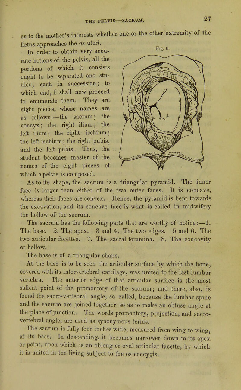 as to the mother's interests whether one or the other extremity of the foetus approaches the os uteri. In order to obtain very accu- rate notions of the pelvis, all the portions of which it consists ought to be separated and stu- died, each in succession; to which end, I shall now proceed to enumerate them. They are eight pieces, whose names are as follows:—the sacrum; the coccyx; the right ilium; the left ilium; the right ischium; the left ischium; the right pubis, and the left pubis. Thus, the student becomes master of the names of the eight pieces of which a pelvis is composed. As to its shape, the sacrum is a triangular pyramid. The inner face is larger than either of the two outer faces. It is concave, whereas their faces are convex. Hence, the pyramid is bent towards the excavation, and its concave face is what is called in midwifery the hollow of the sacrum. The sacrum has the following parts that are worthy of notice:—1. The base. 2. Thjs apex. 3 and 4. The two edges. 5 and 6. The two auricular facettes. 7. The sacral foramina. 8. The concavity or hollow. The base is of a triangular shape. At the base is to be seen the articular surface .by which the bone, covered with its intervertebral cartilage, was united to the last lumbar vertebra. The anterior edge of that articular surface is the most salient point of the promontory of the sacrum; and there, also, is found the sacro-vertebral angle, so called, because the lumbar spine and the sacrum are joined together so as to make an obtuse angle at the place of junction. The words promontory, projection, and sacro- vertebral angle, are used as synonymous terms. The sacrum is fully four inches wide, measured from wing to wing, at its base. In descending, it becomes narrower down to its apex or point, upon which is an oblong or oval articular facette, by which it is united in the living subject to the os coccygis.