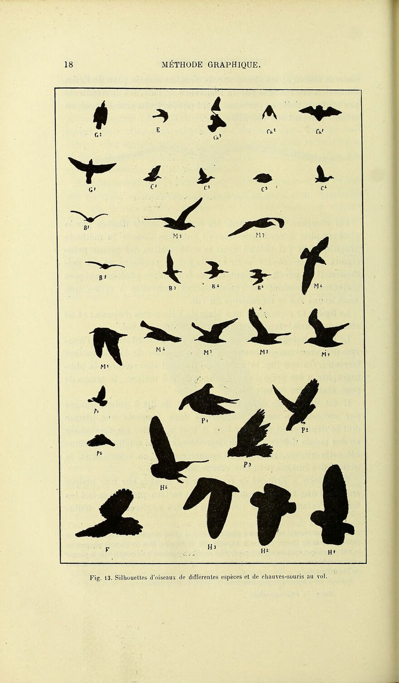 Fig. 13. Silhouettes d'oiseaux lio différentes espèces et do chauves-souris au vol.