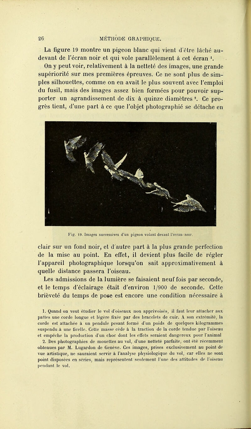 La figure 19 montre un pigeon blanc qui vient d ètre làclié au- devant de l'écran noir et qui vole parallèlement à cet écran », On y peut voir, relativement à la netteté des images, une grande supériorité sur mes premières épreuves. Ce ne sont plus de sim- ples silhouettes, comme on en avait le plus souvent avec l'emploi du fusil, mais des images assez bien formées pour pouvoir sup- porter un agrandissement de dix à quinze diamètres ^ Ce pro- grès tient, d'une part à ce que l'objet photographié se détache en Fig. 19. Images successives d'un pigeon volant devant l'écran-noir. clair sur un fond noir, et d autre part à la plus grande perfection de la mise au point. En effet, il devient plus facile de régler l'appareil photographique lorsqu'on sait approximativement à quelle distance passera l'oiseau. Les admissions de la lumière se faisaient neuf fois par seconde, et le temps d'éclairage était d'environ 1/900 de seconde. Cette brièveté du temps de pose est encore une condition nécessaire à 1. Quand on veut étudier le vol d'oiseaux non apprivoisés, il faut leur allachcr aux pattes une corde longue et légère fixée par des bracelets de cuir. A son extrémité, la corde est attachée à un pendule pesant formé d'un poids de quelques kilogrammes suspendu .à une licelle. Cette masse cède à la traction de la corde tendue par l'oiseau et empêche la production d'un choc dont les effets seraient dangereux pour l'animal 2. Des photographies de mouettes au vol, d'une netteté parfaite, ont été récemment obtenues par M. Lugardon de Genève. Ces images, prises exclusivement au point de vue artistique, ne sauraient servir à l'analyse physiologique du vol, car elles ne sont point disposées en séries, mais représentent seulement l'une des altitudes de l'oiseau pendant le vol.
