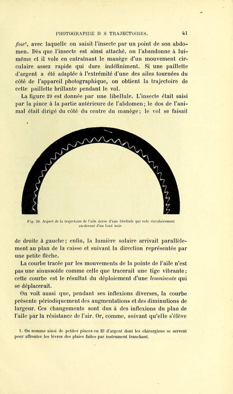 fine^, avec laquelle on saisit l'insecte par un point de son abdo- men. Dès que l'insecte est ainsi attaché, on l'abandonne à lui- même et il vole en entraînant le manège d'un mouvement cir- culaire assez rapide qui dure indéfiniment. Si une paillette d'argent a été adaptée à l'extrémité d'une des ailes tournées du côté de l'appareil photographique, on obtient la trajectoire de cette paillette brillante pendant le vol. La figure 29 est donnée par une libellule. L'insecte était saisi par la pince à la partie antérieure de l'abdomen; le dos de l'ani- mal était dirigé du côté du centre du manège; le vol se faisait Fig. 29. Asperf de la trajectoirp de Taile tiorée d'une libellule qui vole eireulairement au-devaul d'un fond noir. de droite à gauche; enfin, la lumière solaire arrivait parallèle- ment au plan de la caisse et suivant la direction représentée par une petite flèche. La courbe tracée par les mouvements de la pointe de l'aile n'est pas une sinussoïde comme celle que tracerait une tige vibrante : cette courbe est le résultat du déploiement d'une lemniscate qui se déplacerait. On voit aussi que, pendant ses inflexions diverses, la courbe présente périodiquement des augmentations et des diminutions de largeur. Ces changements sont dus à des inflexions du plan de l'aile parla résistance de l'air. Or, comme, suivant qu'elle s'élève 1. On nomme ainsi de petites pinces en fil d'argent dont les ciiirurgiens se servent pour affronter les lèvres des plaies faites par instrument tranchant.