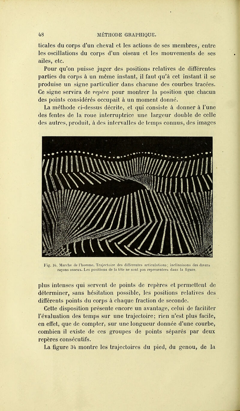 ticales du corps d'un cheval et les actions de ses membres, entre les oscillations du corps d'un oiseau et les mouvements de ses ailes, etc. Pour qu'on puisse juger des positions relatives de différentes parties du corps à un même instant, il faut qu'à cet instant il se produise un signe particulier dans chacune des courbes tracées. Ce signe servira de repère pour montrer la position que chacun des points considérés occupait à un moment donné. La méthode ci-dessus décrite, et qui consiste à donner à l'une des fentes de la roue interruptrice une largeur double de celle des autres, produit, à des intervalles de temps connus, des images Fig. 34. Marche de l'iiommc. Trajecluire des dilTerentcs arlic-ulalions; inclinaisons des divers rayons osseux. Les positions de la tète ne sont pas représentées dans la figure. plus intenses qui servent de points de repères et permettent de déterminer, sans hésitation possible, les positions relatives des différents points du corps à chaque fraction de seconde. Cette disposition présente encore un avantage, celui de faciliter l'évaluation des temps sur une trajectoire; rien n'est plus facile, en effet, que de compter, sur une longueur donnée d'une courbe, combien il existe de ces groupes de points séparés par deux repères consécutifs. La figure 34 montre les trajectoires du pied, du genou, de la