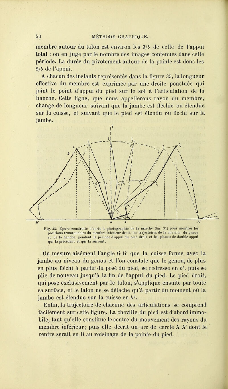 membre autour du talon est environ les 3/5 de celle de l'appui total : on en juge par le nombre des images contenues dans cette période. La durée du pivotement autour de la pointe est donc les 2/5 de l'appui. A chacun des instants représentés dans la figure 35, la longueur effective du membre est exprimée par une droite ponctuée qui joint le point d'appui du pied sur le sol à l'articulation de la hanche. Cette ligne, que nous appellerons rayon du membre, change de longueur suivant que la jambe est fléchie ou étendue sur la cuisse, et suivant que le pied est étendu ou fléchi sur la jambe. i 1 \ \ i : \ i ! ! ^ ' 1 1 ^ \ il \ ■ . Fig. 35. Épure construite d'après la photographie de la marche (fig. 34) pour montrer les positions remarquables du membre inférieur droit, les trajectoires de la cheville, du genou et de la hanche, pendant la période d'appui du pied droit et les phases de double appui qui la précèdent et qui la suivent. On mesure aisément l'angle G G' que la cuisse forme avec la jambe au niveau du genou et l'on constate que le genou, de plus en plus fléchi à partir du posé du pied, se redresse en h'\ puis se plie de nouveau jusqu'à la fin de l'appui du pied. Le pied droit, qui pose exclusivement par le talon, s'applique ensuite par toute sa surface, et le talon ne se détache qu'à partir du moment où la jambe est étendue sur la cuisse en 6% Enfin, la trajectoire de chacune des articulations se comprend facilement sur cette figure. La cheville du pied est d'abord immo- bile, tant qu'elle constitue le centre du mouvement des rayons du membi'e inférieur; puis elle décrit un arc de cercle A A' dont le centre serait en B au voisinage de la pointe du pied;