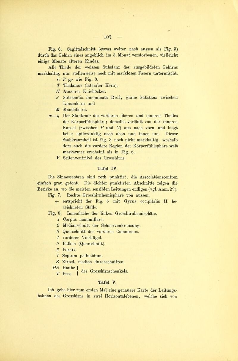 Fig. 6. Sagitfcalschnitt (etwas weiter nach aussen als Fig. 3) durch das Gehirn eines angeblich im 5. Monat verstorbenen, vielleicht einige Monate älteren Kindes. Alle Theile der weissen Substanz des ausgebildeten Gehirns markhaltig, nur stellenweise noch mit marklosen Fasern untermischt. G P gp wie Fig. 3. T Thalamus (lateraler Kern). II Äusserer Kniehöcker. X Substantia innominata Reil, graue Substanz zwischen Linsenkern und M Mandelkern. X—y Der Stabkranz des vorderen oberen und inneren Theües der Körperfühlsphäre; derselbe verläuft von der inneren Kapsel (zwischen P und C) aus nach vorn und biegt bei X spitzwinklig nach oben und innen um. Dieser Stabkranztheil ist Fig. 3 noch nicht markhaltig, weshalb dort auch die vordere Region der Körperfühlsphäre weit markärmer erscheint als in Fig. 6. V Seitenventrikel des Grosshirns. Die Sinnescentren sind roth punktirt, die Associationscentren einfach grau getönt. Die dichter punktirten Abschnitte zeigen die Bezirke an, wo die meisten sensiblen Leitungen endigen (vgl. Anm. 29). Fig. 7. Rechte Grosshirnhemisphäre von aussen. + entspricht der Fig. 5 mit Gyrus occipitalis II be- zeichneten Stelle. Fig. 8. Innenfläche der linken Grosshirnhemisphäre. 1 Corpus mammillare. 2 Medianschnitt der Sehnervenkreuzung. 3 Querschnitt der vorderen Commissus. 4 vorderer Vierhügel. 5 Balken (Querschnitt). 6 Fornix. 7 Septum pellucidum. Z Zirbel, median durchschnitten. Tafel IV. Grosshirnschenkels. Tafel V. Ich gebe hier zum ersten Mal eine genauere Karte der Leitungs- bahnen des Grosshirns in zwei Horizontalebenen, welche sich von