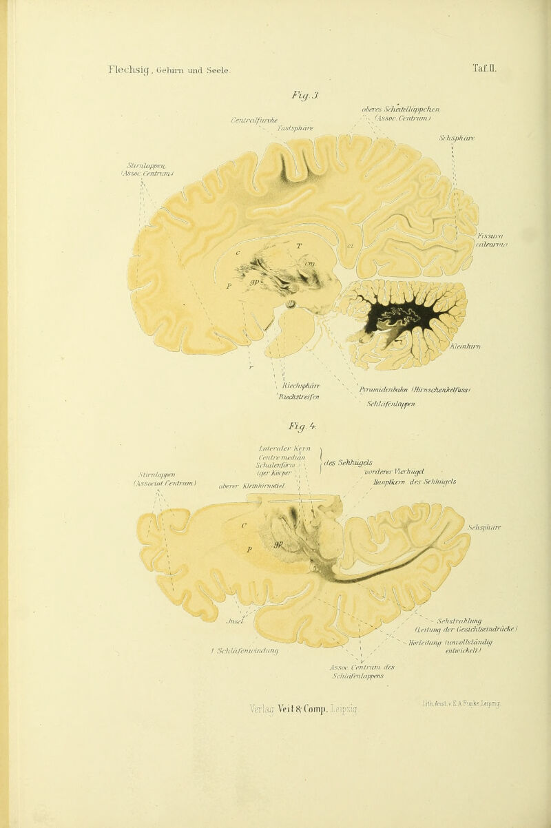 SUrnlappeiL <As.soc. Centnmü Fig.J. CeiiJml-fiuThe las/sph/irf Dlnnts Niheilelläppcken -^ fAsspc.Ccidrian/ Si'hsph cjir I jcdlrmiiiii I Riedispharf hiedisLreifen PvnimidenhiJin IHirtisckeiiketfussi Schlicicnlafiprn Slinildjipcii Fia. ^. l.dlri-iilcr Krr-n rnilir rru'diqii ( „ t-j, ■ 7 /f/er A'ii/prf \ vordereiWcrhiiifd Hanptkrrn drs Si hhi'uirts I Schlhl'rriiriiiitiirni Sflisjiliiitr  - Srhfitrtihhmg (lA-iliinq der Vresichtsemdrüche I - Ilörlfdiniii IjinvoUsIäiuVg Fiilirirkcll I /l.v.soc i'frilrjnn des S( •/dii/'i'id/ip/irn.'i Verlcuj Veit 8,-fomj). Leipziq I,ith.Anstv.E.A.Furi1(e,le!pzi(f.