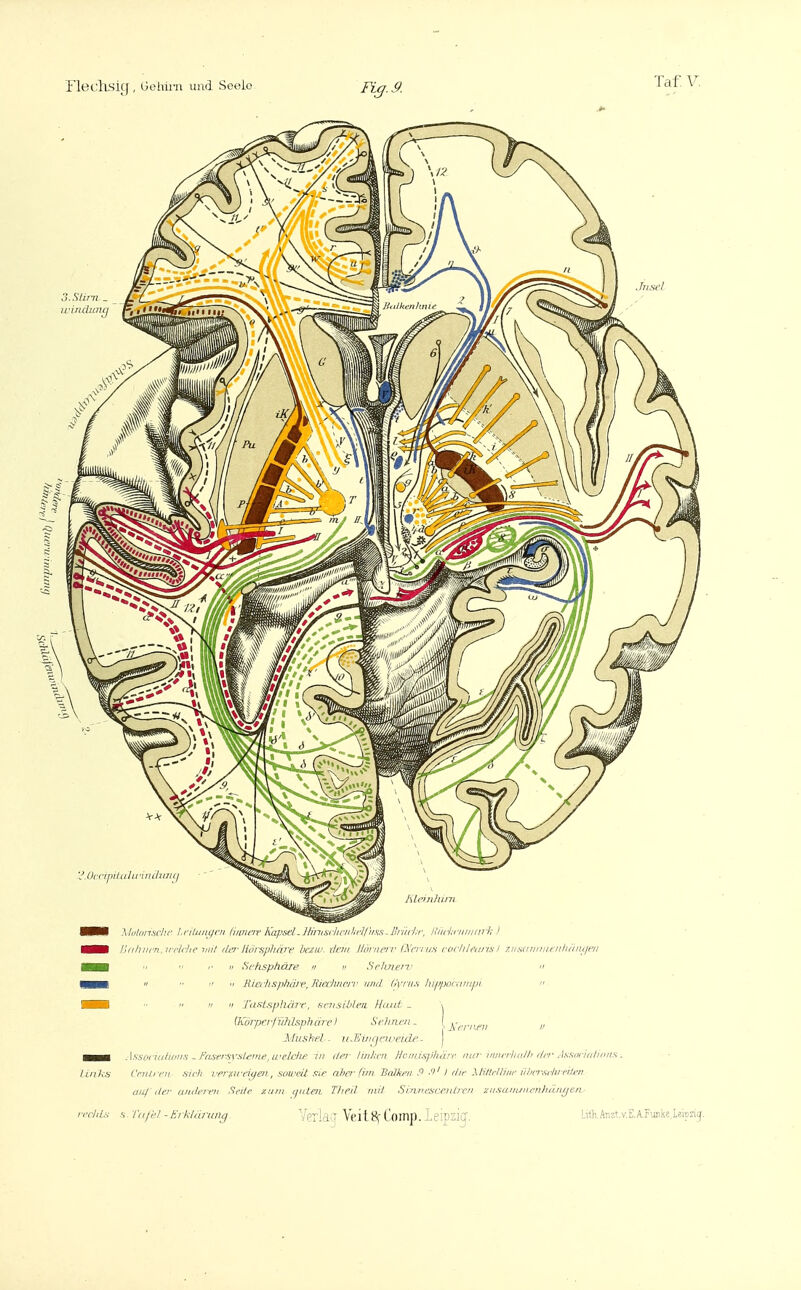 rieolLSitj, Oeiüi-n und Seelo. Fig.c). Taf wimhmy p,, i ti hleinliini Mulonaclu- l.riluiu/cn liimtrr Kapsfl.Jtinisrhfiilirll'i/ss~l!iiii-J;i\ i!in-hriiiiiiiTl: I l_iiihiirn,vrlrlie viil ilrf liörspliäTe haiv. xlciii .Hörnprr lA'rn iis i-oiiilfiuw I ziisiiiiuiit iilifiiuirii n  !■  Si'fisphäre n i' Seimen-     n Rieihsphüiv,liialineii- tui/l li'rrii.'i liipponunpi     Tiist,<;plia7r, neiKsiblni Hnul ^ \ (Körpeii'iihlspharcl Sriiiieit- Xrrnrii ii MusM - uJiüiqcii'eijle- | Asf^ociulidiif; - FfneewaleTne.iL'elch/' in der liiihrri licniiüjihärr nur niurrhnlh iler Ansoi 'mliniL^. Criilreu .sic/i rfriiireii/e/t, soivM Xif nhrr (im Balken P I dir Xlitlrlliin- idur.seliieiU'n uuj'den anderen ■'ier/e zum cjuien Theil inil SinnesccnLren. ■/.usantrnciiliiinijeit- rerJds s Tii/iil - td klüruntj veT lag Veit8f Comp, leipz Ltth,Anst.v.E.A.Fiuik8,lerozicf.