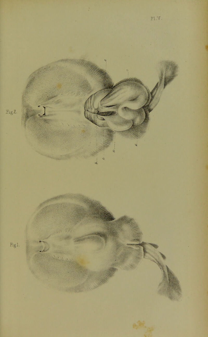 Fig.l.