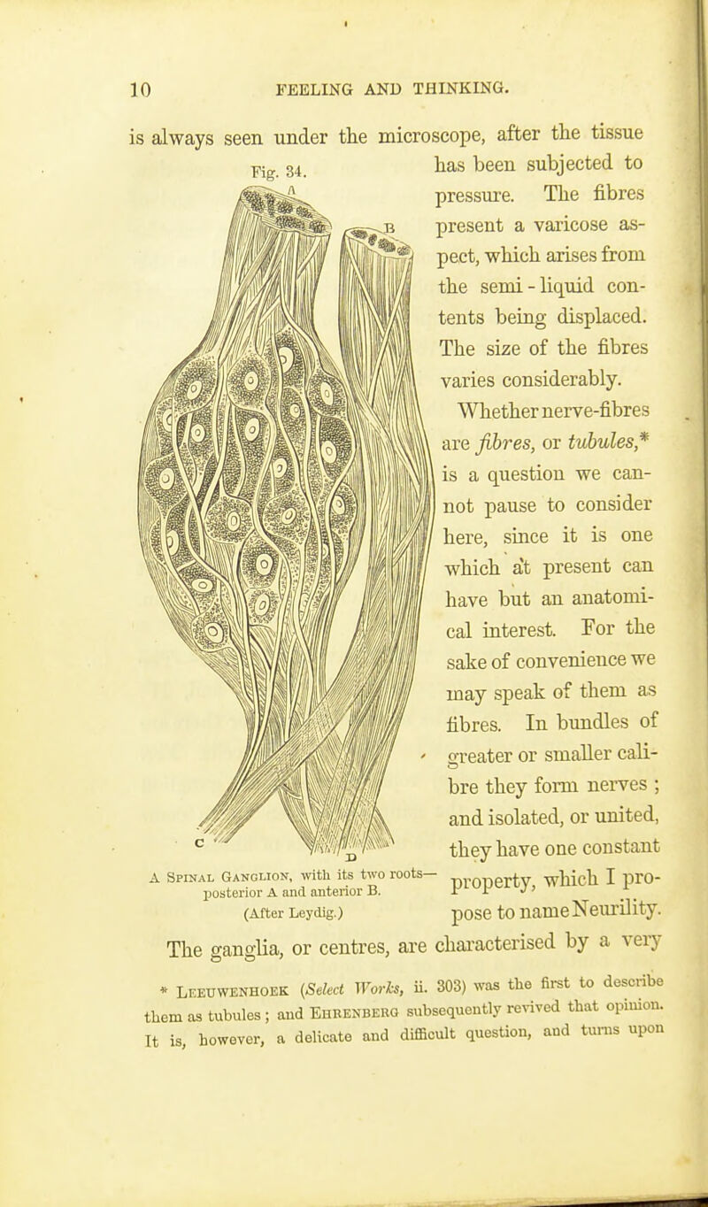 is always seen under the microscope, after the tissue has been subjected to pressure. The fibres present a varicose as- pect, which arises from the semi-liquid con- tents being displaced. The size of the fibres varies considerably. ^Vhether nerve-fibres are fibres, or tubules* is a question we can- not pause to consider here, since it is one which at present can have but an anatomi- cal interest. For the sake of convenience we may speak of them as fibres. In bundles of greater or smaller cali- bre they form nerves ; and isolated, or united, they have one constant A Spinal Ganglion, with its two roots— ■py.Q-.jgi.tv wMch I prO- posterior A and anterior B. r I J> (After Leydig.) posc to name NeurUity. The ganglia, or centres, are chai-acterised by a very * Leeuwenhoek (Select Worh, ii. 303) was the first to describe tliemas tubules; and Ehrenbeuo subsequently re%'ived that opiuion. It is however, a delicate and difficult question, and turns upon