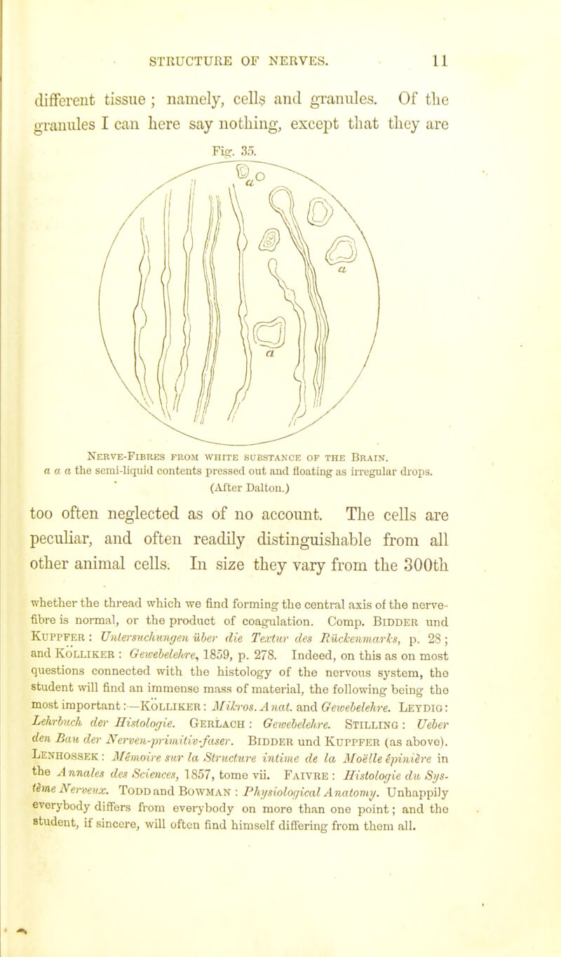 different tissue ; namely, cell^ and granules. Of tlie grannies I can here say nothing, except that they are Fig-. 35. Nerve-Fibres from white substance of the Brain. a a a the semi-liqiild contents pressed out and floating as irregular drops. (After Daltou.) too often neglected as of no account. The cells are peculiar, and often readily distinguishable from all other animal cells. In size they vary from the 300th whether the thread which we find forming the central axis of the nerve- fibre is normal, or the product of coagulation. Comp. Bidder und KuPPFER : UiUersuchnngen uher die Textiir des Riickenmarls, p. 28 ; and KoLLiKER : Gewebele/i/re, 1859, p. 278. Indeed, on this as on most questions connected with the histology of the nervous system, the student will find an immense mass of material, the following being the most important: —Kolliker : Milros.Anat. and Gewehelehre. Leydig: Lehrhuch der nisiologie. Gerlach : Gewehelehre. Stilling : Ueier den Ban der JVerven-primitiv-faser. Bidder und Kdppfer (as above). Lemhossek: Memoire sur la Struchu-e intime de la Moelle ejnniere in the Annates des Sciences, 1857, tome vii. Faivre : Ilistologie du Sys- thneNerveux. Todd and Bowman : Phj/siological Anamty. Unhappily everybody differs from everybody on more than one point; and the student, if sincere, will often find himself difiering from them all.