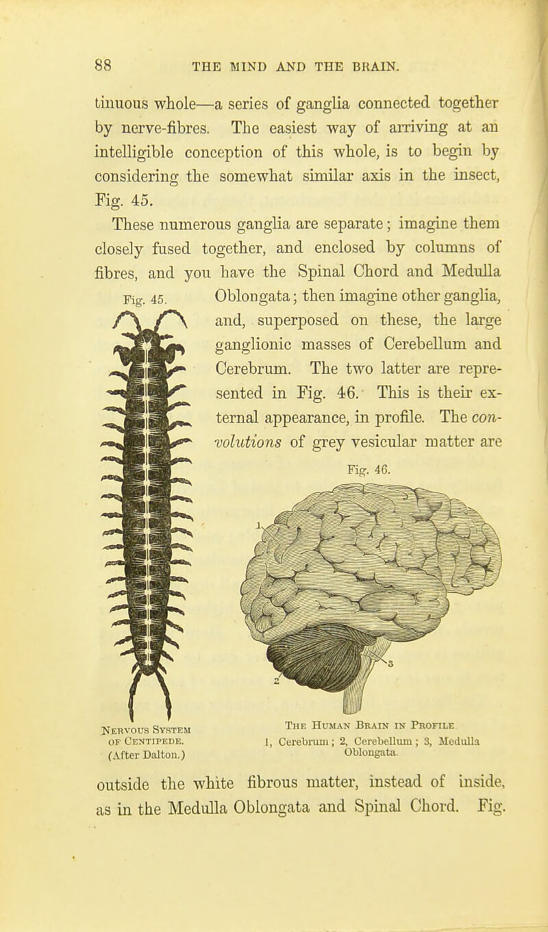 tinuous whole—a series of ganglia connected together by nerve-fibres. The easiest way of arriving at an intelligible conception of this whole, is to begin by considering the somewhat similar axis in the insect, Fig. 45. These numerous ganglia are separate; imagine them closely fused together, and enclosed by columns of fibres, and you have the Spinal Chord and Medulla Fig. 45. Oblongata; then imagine other ganglia, and, superposed on these, the large ganglionic masses of Cerebellum and Cerebrum. The two latter are repre- sented in Fig. 46.' This is their ex- ternal appearance, in profile. The con- mlutions of grey vesicular matter are Fig. 46. rrERvous System OP Centipede. (.Vfter Dolton.) The Human Brain in Profile 1, Cerebnini; 2, Cerebellum; 3, Medulla Oblongata. outside the white fibrous matter, instead of inside, as in the Medulla Oblongata and Spinal Chord. Fig.