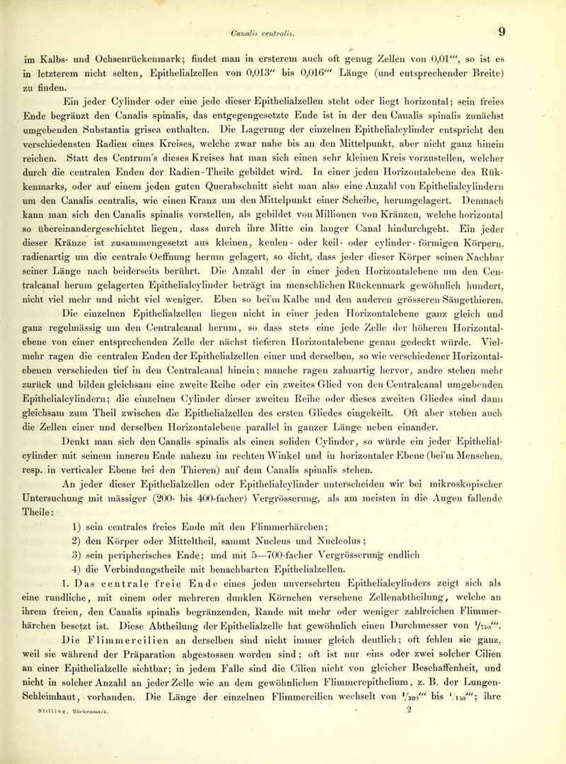im Kalbs- und Ochsenrückenmark; findet man in ersterem auch oft genug Zellen von 0,01', so ist es in letzterem nicht selten, Epithelialzellen von 0,013 bis 0,016' Länge (und entsprechender Breite) zu finden. Ein jeder Cylinder oder eine jede dieser Epithelialzellen steht oder liegt horizontal; sein freies Ende begränzt den Canalis spinalis, das entgegengesetzte Ende ist in der den Canalis spinalis zunächst umgebenden Substantia grisea enthalten. Die Lagerung der einzelnen Epithelialcylinder entspricht den verschiedensten Radien eines Kreises, welche zwar nahe bis an den Mittelpunkt, aber nicht ganz hinein reichen. Statt des Centrum's dieses Kreises hat man sich einen sehr kleinen Kreis vorzustellen, welcher dui'ch die centralen Enden der Radien-Theile gebildet wird. In einer jeden Horizontalebene des Rük- kenmarks, oder auf einem jeden guten Querabschnitt sieht man also eine Anzahl von Epithelialcylindern um den Canalis centralis, wie einen Kranz um den Mittelpunkt einer Scheibe, herumgelagert. Demnach kann man sich den Canahs spinalis vorstellen, als gebildet von Millionen von Kränzen, welche horizontal so übereinandergeschlchtet liegen, dass durch ihre Mitte ein langer Canal hindurchgeht. Ein jeder dieser Kränze ist zusammengesetzt aus kleinen, keulen- oder keil- oder cylinder - förmigen Körpern, radienartig um die centrale Oeffnung herum gelagert, so dicht, dass jeder dieser Körper seinen Nachbar seiner Länge nach beiderseits berührt. Die Anzahl der in einer jeden Horizontalebene um den Cen- tralcanal herum gelagerten Epithelialcylinder beträgt im menschlichen Rückenmark gewöhnlicli hundert, nicht viel mehr und nicht viel weniger. Eben so bei'm Kalbe und den anderen grösseren Säugethieren. Die einzelnen Epithelialzellen liegen nicht in einer jeden Horizontalebene ganz gleich und ganz regelmässig um den Centralcanal herum, so dass stets eine jede Zelle der höheren Horizontal- ebene von einer entsprechenden Zelle der nächst tieferen Horizontalebene genau gedeckt würde. Viel- mehr ragen die centralen Enden der Epithelialzellen einer und derselben, so wie verschiedener Horizontal- ebenen verschieden tief in den Centralcanal hinein; manche ragen zahnartig hervor, andre stehen mehr zurück und bilden gleichsam eine zweite Reihe oder ein zweites Glied von den Centralcanal umgebenden Epithelialcylindern; die einzelnen Cylinder dieser zweiten Reihe oder dieses zweiten Gliedes sind dann gleichsam zum Theil zwischen die Epithelialzellen des ersten Gliedes eingekeilt. Oft aber stehen aucli die Zellen einer und derselben Horizontalebene parallel in ganzer Länge neben einander. Denkt man sich den Canalis spinalis als einen soliden Cylinder, so würde ein jeder Epithelial- cylinder mit seinem inneren Ende nahezu im rechten Winkel und in horizontaler Ebene (bei'ra Menschen, resp. in verticaler Ebene bei den Thieren) auf dem Canalis spinalis stehen. An jeder dieser Epithelialzellen oder Epithelialcylinder unterscheiden wir bei mikroskopisclier Untersuchung mit mässiger (200- bis 400-facher) Vergrösserung, als am meisten in die Augen fallende Theile: 1) sein centrales freies Ende mit den Flimmerhärchen; 2) den Körper oder Mitteltheil, sammt Nucleus und Nuclcolus ; 3) sein peripherisches Ende; und mit 5—700-facher Vei'grösserung- endlich 4) die Verbindungstheile mit benachbarten Epithelialzellen. 1. Das centrale freie Ende eines jeden unversehrten Epithelialcylinders zeigt sich als eine rundliche, mit einem oder mehreren dunklen Körnchen versehene Zellenabtheilung, welche an ihrem freien, den Canalis spinalis begränzenden, Rande mit mehr oder weniger zahlreichen Flimmer- härchen besetzt ist. Diese Abtheilung der Epithelialzelle hat gewöhnlich einen Durchmesser von V'5i/. Die Flimmercilien an derselben sind nicht immer gleich deutlich; oft fehlen sie ganz, weil sie während der Präparation abgestossen worden sind ; oft ist nur eins oder zwei solcher Cilien an einer Epithelialzelle sichtbar; in jedem Falle sind die Cilien nicht von gleicher Beschaffenheit, und nicht in solcher Anzahl an jeder Zelle wie an dem gewöhnlichen Flimmerepithelium, z. B. der Lungen- Schleimhaut, vorhanden. Die Länge der einzelnen Flimmercilien wechselt von Vso'/ bis '/tjo'; ihre stillins, Rücltonmaik. * 2