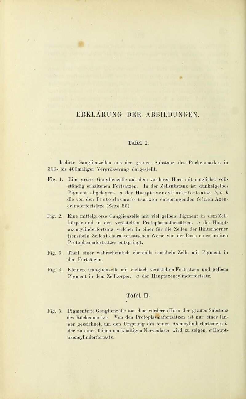 EEKLÄRUNG DER ABBILDUNGE]^. Tafel I. Isolirte Ganglienzellen aus der grauen Substanz des Rückenmarkes in 300- bis 400mairger Vergrösserung dargestellt. Fig. 1. Eine grosse Ganglienzelle aus dem vorderen Horn mit möglicbst voll- ständig erhaltenen Fortsätzen. In der Zellsubstanz ist dunkelgelbes Pigment abgelagert, a der Hauptaxencylinderfortsatz; 5, 5, 1) die von den Protoplasmafortsätzen entspringenden feinen Axen- cylinderfortsätze (Seite 56). Fig. 2. Eine mittelgrosse Ganglienzelle mit viel gelben. Pigment in dem Zell- körper und in den verästelten Protoplasmafortsätzen, a der Haupt- axencylinderfortsatz, welcher in einer für die Zellen der Hinterhörner (sensibeln Zellen) charakteristischen Weise von der Basis eines breiten Protoplasmafortsatzes entspringt. Fig. 3. Theil einer wahrscheinlich ebenfalls sensibeln Zelle mit Pigment in den Fortsätzen. Fig. 4. Kleinere Gangiienzelle mit vielfach verästelten Fortsätzen und gelbem Pigment in dem Zellkörper, a der Hauptaxencylinderfortsatz. Tafel II. Fig. 5. Pigmentirte Ganglienzelle aus dem vorderen Horn der grauen Substanz des Rückenmarkes. Von den Protoplasmafortsätzen ist nur einer län- ger gezeichnet, um den Ursprung des feinen Axencylinderfortsatzes t, der zu einer feinen markhaltigen Nervenfaser wird, zu zeigen, a Haupt- axencylinderfortsatz.