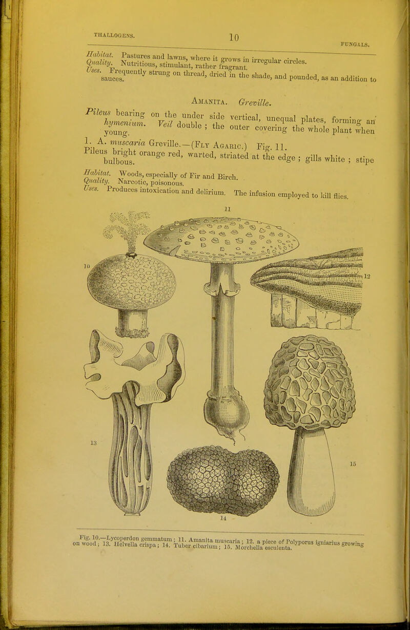 FUNGALS. sau'eer^'^^ ^^^ - ^'-^^^ and pounded, a. an addition to Amanita. Greville. 1. A. muscaria Greville.-(Fly Agaric.) Fio- H bolts.* *^e edge ; gills white ; stipe Ilalitat. Woods, especially of Fir and Birch W.uaMy. Nai-eotic, poisonous U.es. Produces intoxication and delirium. The infusion employed to Icili flies.