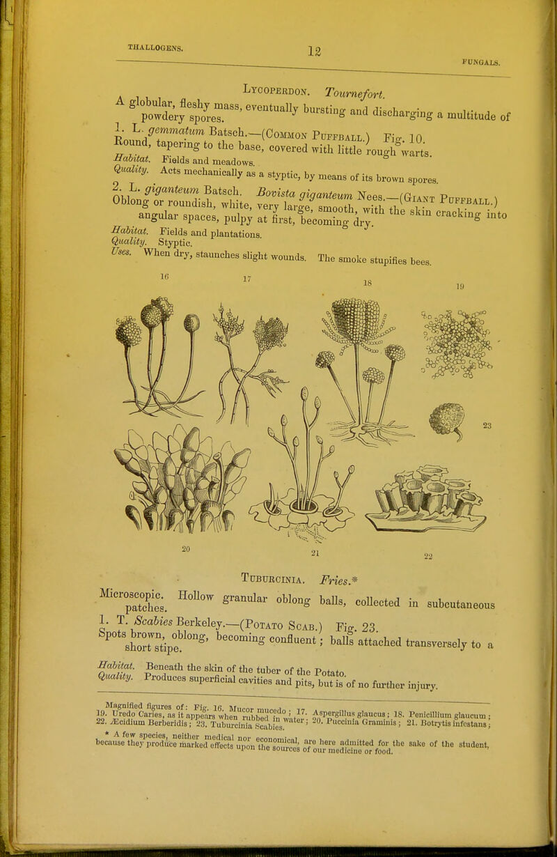 Lycopeedon. Tournefort ' pow£^^^^^-^ b-^-^ and discharging a multitude of LLT™''-™ Sat^^J^—(Common Puffball.) Fio- 10 Round, tapermg to the base, covered with little -ough^wa^s Ealitat. Fields and meadows ^ i waits. QnaUty. Acts mechanically as a styptic, by means of its brown spores angular spaces, pulpj at first, 1,ecoming di; ''^^ Eahitat. Fields and plantations Quality. Styptic. J^^e.. When di-y, staunches sUght wounds. The smoke stupifies bees. 16 17 18 19 TpBURciNiA. Fries.* TaTct. ^^^^^^ -1^-ted in subcutaneous 1. T.^caSiesBerkeley.—(Potato Scab.) Pig. 23 ^ sho^ITtipe ' ^**^°^^<i transversely to a Habitat. Beneath the sldn of the tuber of the Potato Qualuy. Produces superficial cavities and pitt, butt of no further injury. wl^So^Cari^'s^.as^rappJfTO Aspergillus glaucus; 18. Penicillium glaucum;