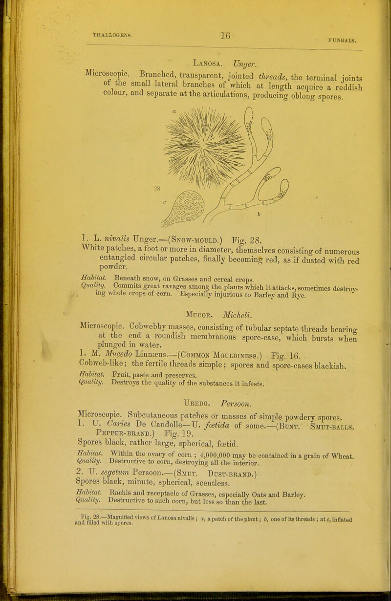 FUNGAIfi. Lanosa. Unger. Microscopic. Branched, transparent, jointed threads, the terminal joints ot the small lateral branches of which at length acquire a reddish colour, and separate at the articulations, producing oblong spores 1. L. nivalis Unger.—(Snow-mould.) Fig. 28. White patches, a foot or more in diameter, themselves consisting of numerous entangled circular patches, finally becoming red, as if dusted with red powder. Habitat. Beneath snow, on Grasses and cereal crops. Quality. Commits gi-eat ravages among the plants wliich it attacks, sometimes destroy- mg whole crops of corn. Especially injurious to Barley and Rye. MucoR. Micheli. Microscopic. Cobwebby masses, consisting of tubular septate threads bearing at the end a roimdish membranous spore-ease, which bursts when plunged in water. 1. M. Mucedo Linnteus.—(Common Mouldiness.) Fig. 16. Cobweb-like; the fertile threads simple; spores and spore-cases blackish. Habitat, Fruit, paste and preserves. Quality. Destroys the quality of the substances it infests. Ubedo. Persoon. Microscopic.^ Subcutaneous patches or masses of simple powdery spores. 1. U. Caries De CandoUe—U./ce«ic?a of some.—(Bunt. Smut-balls. Pepper-brand.) Fig. 19. Spores black, rather large, spherical, foetid. Habitat. Within the ovary of corn ; 4,000,000 may be contained in a grain of Wlieat. Quality. Destructive to com, destroying all the interior. 2. U. segetum Persoon.—(Smut. Dust-brand.) Spores black, minute, spherical, scentless. Habitat. Rachis and receptacle of Grasses, especially Oats and Barley. Quality. Desti-uctive to such corn, but less so than the last. and'flUed wi^'^^o'res'^ ''^^^ Lanosa nivaUs; a patch of the plant; b, one of its threads ; at c, inflated