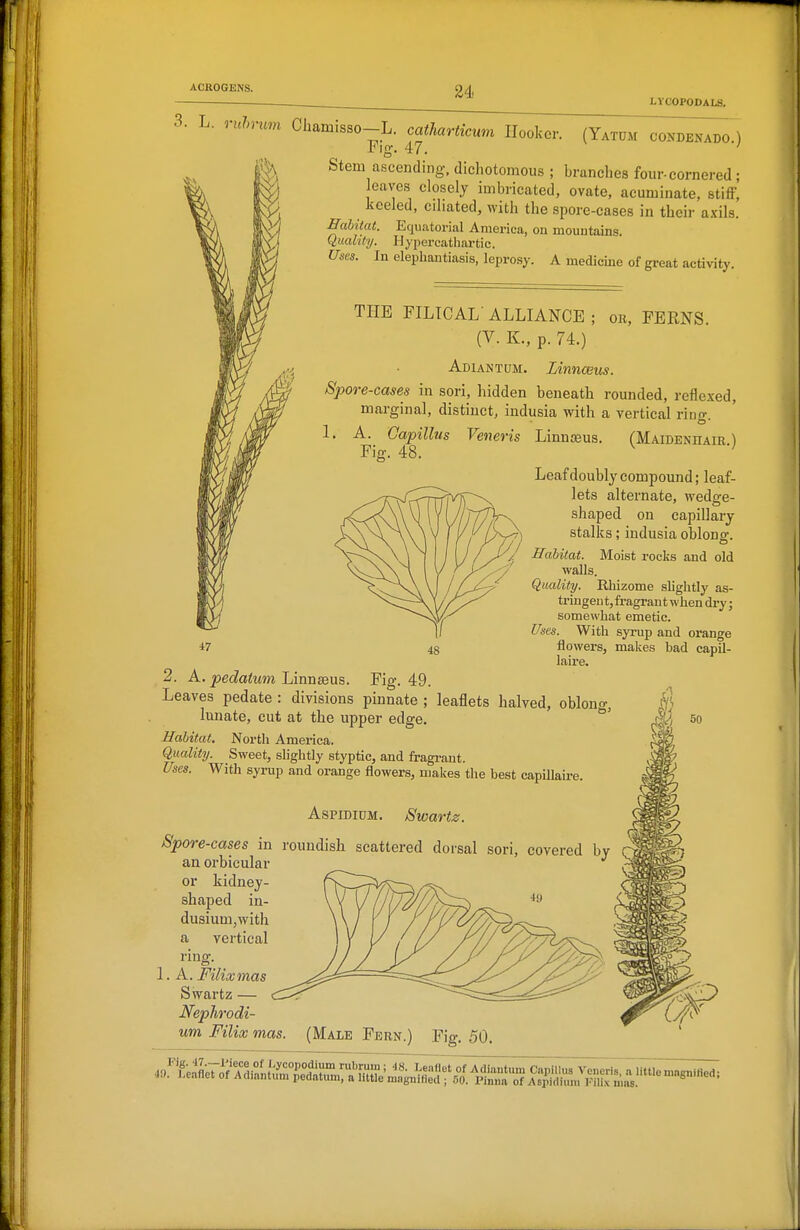 LYCOPODAIS, 3. L. ruhrum Chamisso-L. catharticum Hooker. (Yatum condenado ) i'lg- 47. Stem ascending, dicliotomous ; brunches four-cornered ; eaves closely imbricated, ovate, acuminate, stiff, Jjceled, ciliated, with the spore-cases in their axils. EaUtat. Equatorial America, on mountains. Quality. Hypercatiiartic. Uses. In elephantiasis, leprosy. A medicine of great activity. THE FILTCAL' ALLIANCE ; or, FERNS. (V. K., p. 74.) Adiantdm. LinncBus. Spore-cases in sori, hidden beneath rounded, reflexed, marginal, distinct, indusia with a vertical ring. 1. A. Capillus Veneris Linnoeus. (Maidenhair) Fig. 48. ^ Leaf doubly compound; leaf- lets alternate, wedge- shaped on capillary 7) stalks; indusia oblong. Habitat. Moist rocks and old walls. Quality. Rliizome slightly as- tringent, fragrant when di-yj somewhat emetic. Uses. With syrup and orange flowers, makes bad capil- laire. 2. A. pedatum Linnaeus. Fig. 49. Leaves pedate : divisions pinnate ; leaflets halved, oblono-, lunate, cut at the upper edge. Habitat, North America. Quality. Sweet, shghtly styptic, and fragi-ant. Uses. With syrup and orange flowers, makes the best capillaire. AspiDiUM. Swartz. Spore-cases in roundish scattered dorsal sori, covered by an orbicular or kidney- shaped in- dusium,with a vertical ring. 1. A. Filixmas Swartz — Nephrodi- um Filix mas. (Male Fern.) Fig. 50.