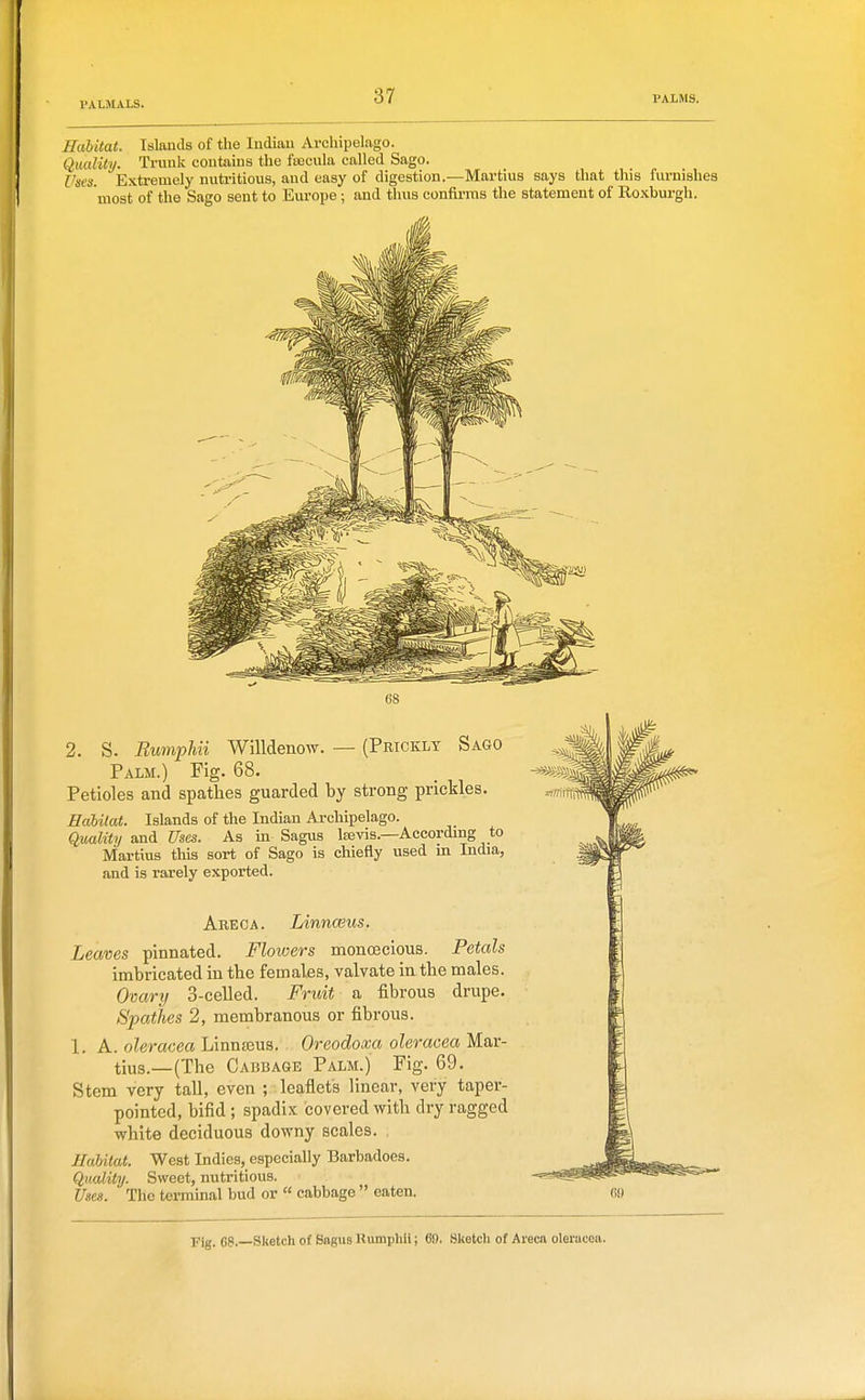 Habitat. Islands of the ludiau Archipelago. Quality. Trunk coutains the fteeula called Sago. Uses. Extremely nutritious, and easy of digestion.—Martins says that this fnrnisliea most of the Sago sent to Europe; and thus confirms the statement of Roxburgh. 2. S. BumpMi Willdenow. — (Prickly Sago Palm.) Fig. 68. Petioles and spatlies guarded by strong prickles. Hahilat. Islands of the Indian Archipelago. Quality and Uses. As in Sagus Isevis.—According to Martius this sort of Sago is chiefly used m India, and is rarely exported. Areoa. LinncBus. Leaves pinnated. Flowers monascious. Petals imbricated in tbe females, valvate in tbe males. Omri/ 3-celled. Fruit a fibrous drupe. Spatlies 2, membranous or fibrous. 1. A. oleracea Linnajus, Oreodoxa oleracea Mar- tius.—(The Cabbage Palm.) Fig. 69. Stem very tall, even ; leaflets linear, very taper- pointed, bifid ; spadix covered with dry ragged white deciduous downy scales. Habitat. West Indies, especially Barbadoes. Quality. Sweet, nutritious. Uses. The terminal bud or  cabbage  eaten. Pig. gg. Sketch of Bagus Rumphii; 60. Sketch of Ai'eca oleracea.