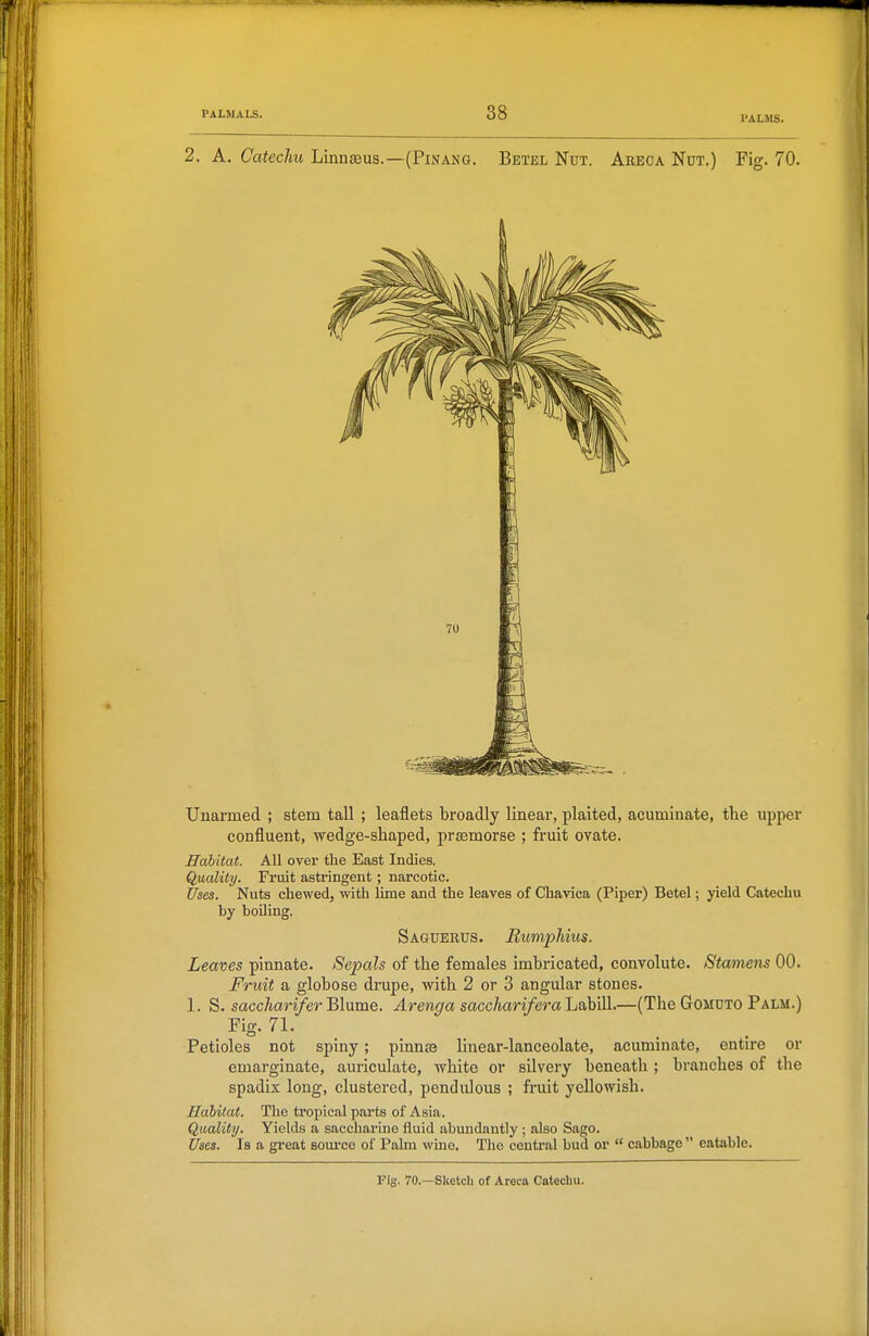 PALMS. 2. A. Catechu Linnasus.—(Pinang. Betel Nut. Areca Not.) Fig. 70. Unarmed ; stem tall ; leaflets broadly linear, plaited, acuminate, the upper confluent, wedge-shaped, prsemorse ; fruit ovate. Habitat. All over the East Indies. Quality. Fruit astringent; narcotic. Uses. Nuts chewed, with lime and the leaves of Chavica (Piper) Betel; yield Catechu by boiling. Saguekus. BumpTiius. Leaves pinnate. Sepals of the females imbricated, convolute. Stamens 00. Fruit a globose drupe, -with 2 or 3 angular stones. 1. S. sacchar^y^er Blume. Arenga sacchariferaliahi)!.—(The Gomdto Palm.) Fig. 71. Petioles not spiny; pinn:® linear-lanceolate, acuminate, entire or emarginate, auriculate, white or silvery beneath ; branches of the spadix long, clustered, pendulous ; fruit yellowish. Habitat. The tropical parts of Asia. Quality. Yields a saccharine fluid abundantly ; also Sago. Uses. Is a great soui-ee of Palm wine. The central bud or  cabbage  eatable.