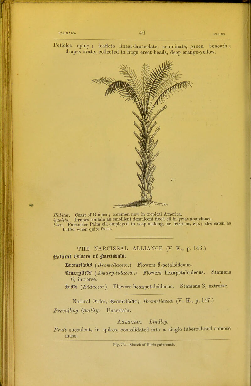 PALMS. Petioles spiny ; leaflets linear-lanceolate, acuminate, green beneath ; drupes ovate, collected in huge erect heads, deep orange-yellow. Habitat. Coast of Guinea ; common now in tropical America. Quality. Drupes contaiu an emollient demulcent fixed oil in great abundance. Uses. Furnishes Palm oil, employed in soap making, for frictions, &c.; also eaten as butter when qviite fresh. THE NAROISSAL ALLIANCE (V. K., p. 146.) i^atural mtstxi of ^nxiii^Kli. 3Sr0m«Itatf^ {Bromeliacece.) Flowers 3-petaloideous. QmarglUftS (Amaryllidacece.) Flowers hexapetaloideous. Stamens 6, introrse. irtt^ [Iridacece.) Flowers hexapetaloideous. Stamens 3, extrorse. Natural Order, 38rDmfKalf^; Bromeliacece (V. K., p. 147.) Prevailing Quality. Uncertain. Ananassa. Lindley. Fruit succulent, in spikes, consolidated into a single tuherculated comose mass. Fig. 73.—Sketch of Elwis guineensis.