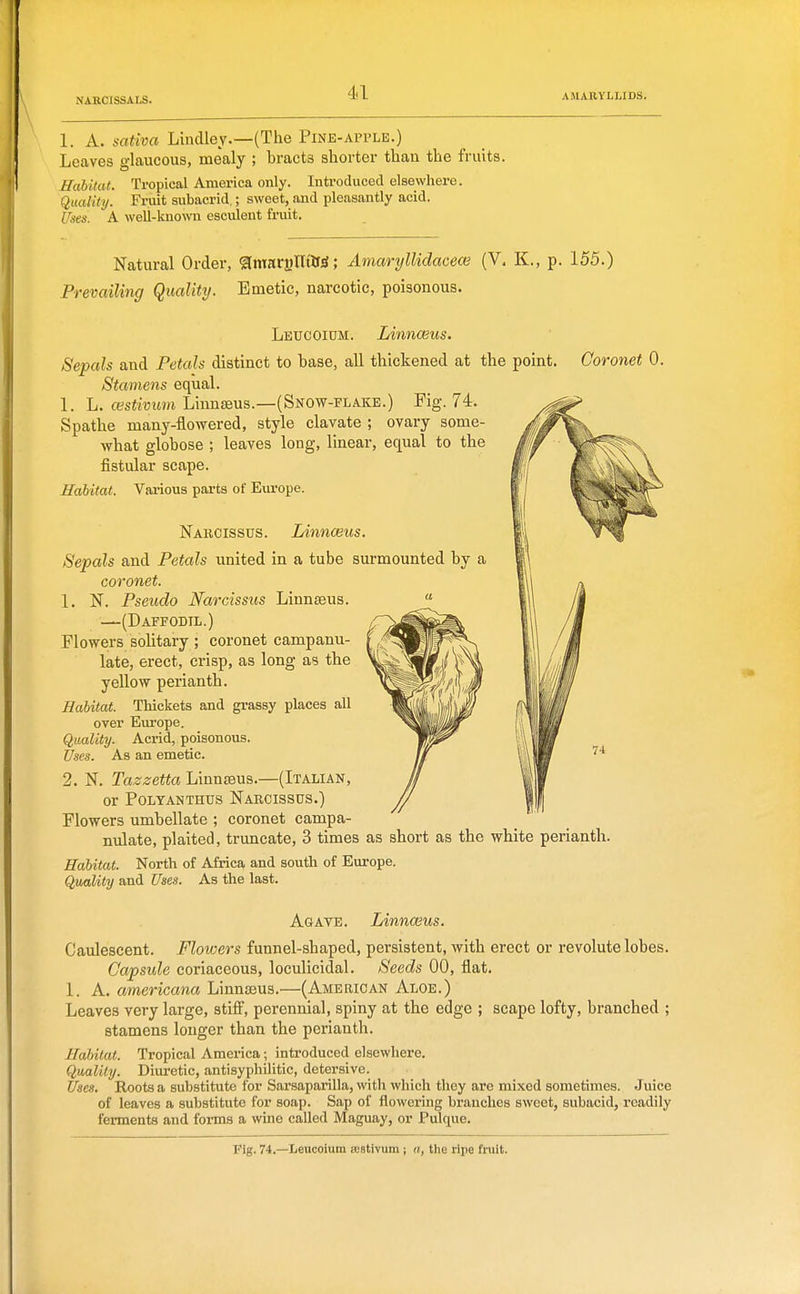 AMABYLLIDS. 1. A. sativa Lindley.—(The Pine-apple.) Leaves glaucous, mealy ; bracts shorter than the fruits. Habitat. Tropical America only. Introduced elsewhere. Quality. Fruit subacrid.; sweet, and pleasantly acid. Ikes. A well-known esculent fruit. Natural Order, ^maryllttf^; Amaryllidacece (V. K., p. 155.) Prevailing Quality. Emetic, narcotic, poisonous. Coronet 0. Leucoium. Linnaeus. Sepals and Petals distinct to base, all thickened at the point Stamens equal. 1. L. ctfsimtm Linnseus.—(Snow-flake.) Fig. 74. Spathe many-flowered, style clavate ; ovary some- what globose ; leaves long, linear, equal to the fistular scape. Habitat. Vaiious parts of Europe. Nabcissus. Linnaeus. Sepals and Petals united in a tube surmounted by a coronet. 1. N. Pseuclo Narcissus Linnseus. —(Daffodil.) Flowers solitary ; coronet campanu- late, erect, crisp, as long as the yellow perianth. Habitat. Thickets and grassy places all over Em'ope. Quality. Acrid, poisonous. Uses. As an emetic. 2. N. Tazzetta Linnseus.—(Italian, or Polyanthus Narcissus.) Flowers umbellate ; coronet campa- nulate, plaited, truncate, 3 times as short as the white perianth. Habitat. North of Africa and south of Europe. Quality and Uses. As the last. As AVE. Linnceus. Caulescent. Flowers funnel-shaped, persistent, with erect or revolute lobes. Capsule coriaceous, loculicidal. Seeds 00, flat. 1. A. americana Linnseus.—(American Aloe.) Leaves very large, stiff, perennial, spiny at the edge ; scape lofty, branched ; stamens longer than the perianth. Habitat. Tropical America; introduced elsewhere. Quality. Diuretic, antisyphilitic, detersive. Uses. Roots a substitute for Sarsaparilla, with which they are mixed sometimes. Juice of leaves a substitute for soap. Sap of flowering branches sweet, subacid, readily ferments and forms a wine called Maguay, or Pulque. Fig. 74.—Leucoium Eestivum; a, tlie ripe finit.