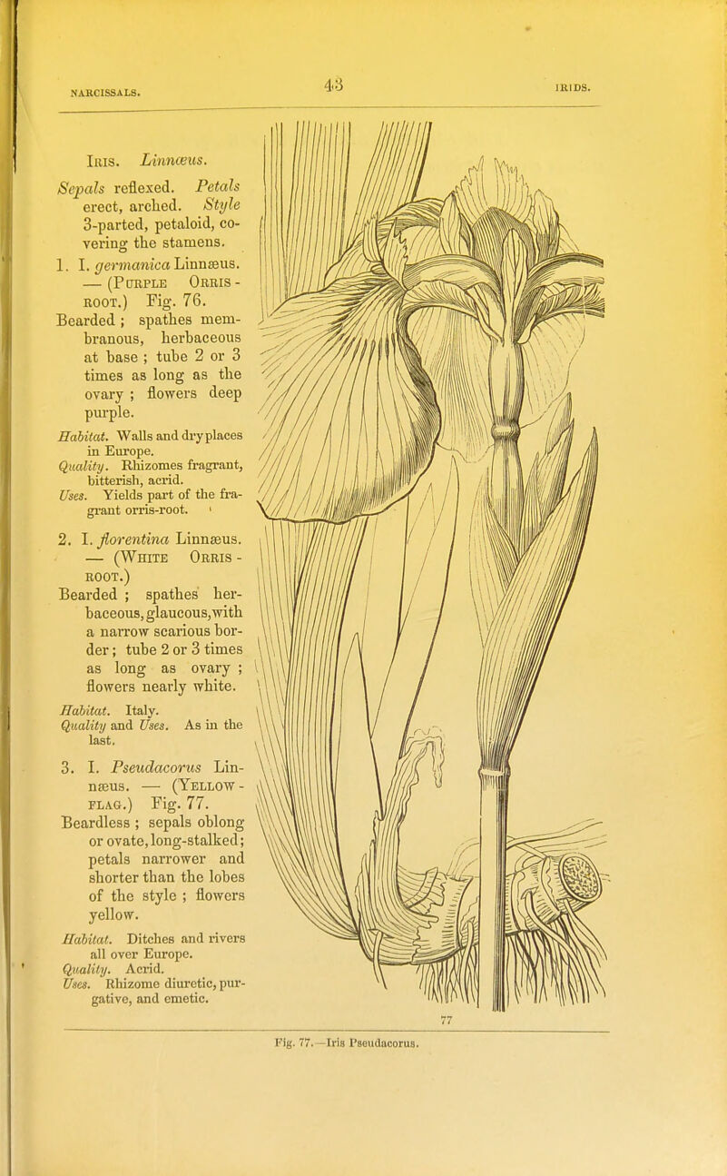 Iris. Linnceus. Sepals reflexed. Petals erect, arched. Style 3-parted, petaloid, co- vering the stamens. 1. I. germanicahmnssus. — (Purple Orris - ROOT.) Fig. 76. Bearded ; spathes mem- branous, herbaceous at base ; tube 2 or 3 times as long as the ovary ; flowers deep purple. Habitat. Walls and dry places in Europe. Quality. Rhizomes fragrant, bitterish, acrid. Uses. Yields part of the fra- grant orris-root. ' 2. I. Jlorentina Linnaeus. — (White Orris - ROOT.) Bearded ; spathes her- baceous, glaucous,with a narrow scarious bor- der ; tube 2 or 3 times as long as ovary ; flowers nearly white. Habitat. Italy. Quality and Uses. As in the last. 3. I. Pseudacorus Lin- nseus. — (Yellow - FLAG.) Fig. 77. Beardless ; sepals oblong or ovate, long-stalked; petals narrower and shorter than the lobes of the style ; flowers yellow. Habitat. Ditches and rivers all over Europe. Quality. Acrid. Uses. Rhizome diuretic, pur- gative, and emetic. Fig. 77.—Iris Pseudacorus.