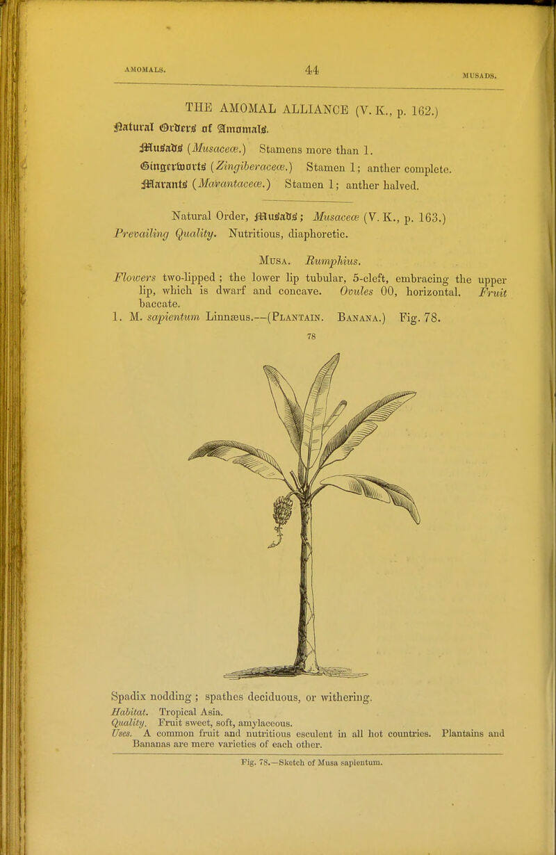 1 MUSADS. THE AMOMAL ALLIANCE (V. K., p. 162.) Mxi^atti {Musacew.) Stamens more than 1. (5tnttci-iD0VtS {Zingiber cicew.) Stamen 1; anther complete. dMavantiS (Mamntacece.) Stamen 1; anther halved. Natural Order, muSsCH^; Musacew (V. K., p. 163.) Prevailing Quality. Nutritious, diaphoretic. MusA. Bumphius. Floicers two-lipped ; the lower lip tubular, 5-cleft, embracing the upper lip, which is dwarf and concave. Ovules 00, horizontal. Fruit baccate. 1. M. sapientum Linnaeus.—(Plantain. Banana.) Fig. 78. 78 Spadix nodding ; spathes deciduous, or withering. Habitat. Tropical Asia. Quality. Fruit sweet, soft, amylaceous. Uses. A common fruit and nutritious esculent in all hot coimtries. Plantains and Bananas are mere varieties of each other.