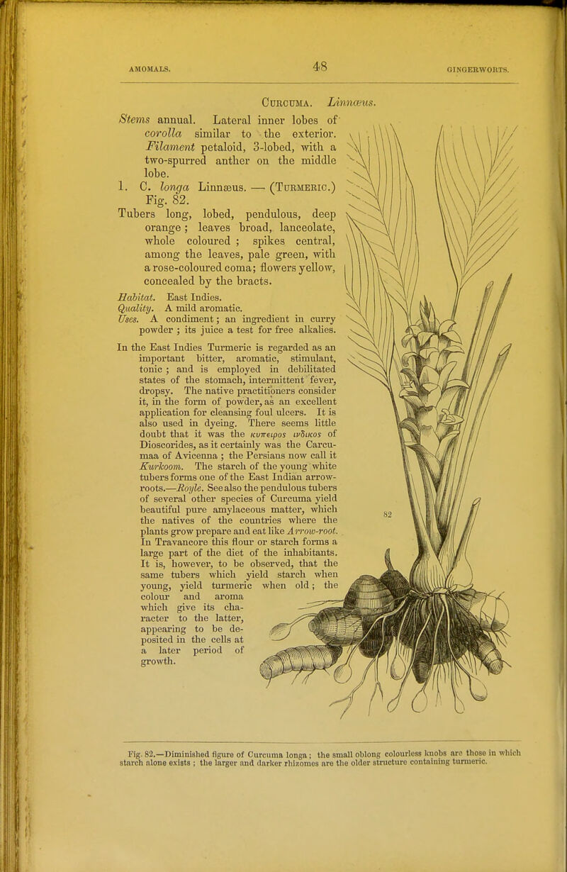 Curcuma. lAnnceus. Stems annual. Lateral inner lobes of corolla similar to the exterior. Filament petaloid, 3-lobed, with a two-spurred anther on the middle lobe. 1. C. longa Linnaeus. —■ (Turmeric.) Fig. 82. Tubers long, lobed, pendulous, deep orange; leaves broad, lanceolate, whole coloured ; spikes central, among the leaves, pale green, with a rose-coloured coma; flowers yellow, concealed by the bracts. Habitat. East Indies. Quality. A mild aromatic. Uses. A condiment; an ingredient in curry powder ; its juice a test for free alkalies. In the East Indies Turmeric is regarded as an important bitter, aromatic, stimulant, tonic ; and is employed in debilitated states of the stomach, intermittent fever, dropsy. The native practitioners consider it, in the form of powder, as an excellent application for cleansing foul ulcers. It is also used in dyeing. There seems Uttle doubt that it was the Kvireipos ivSiitos of Dioscorides, as it certainly was the Carcu- maa of Avicenna ; the Persians now call it Kwkoom. The starch of the young white tubers forms one of the East Indian arrow- roots.—Boyle. See also the pendulous tubers of several other species of Curcuma yield beautifvd pm'e amylaceous matter, wliich the natives of the countries where the plants grow prepare and eat like Arrow-root. In Travancore this flour or starch forms a large part of the diet of the inhabitants. It is, however, to be observed, that the same tubers which yield stai'ch when young, yield turmeric when old; the colom* and aroma which give its cha- racter to the latter, appearing to be de- posited in the cells at a later period of growth. Fig. 82.—Diminished figure of Curcuma longa; the smnll oblong colourless Iniobs are those in which starch alone exists ; the larger and darker rhizomes are the older structure containing turmeric.