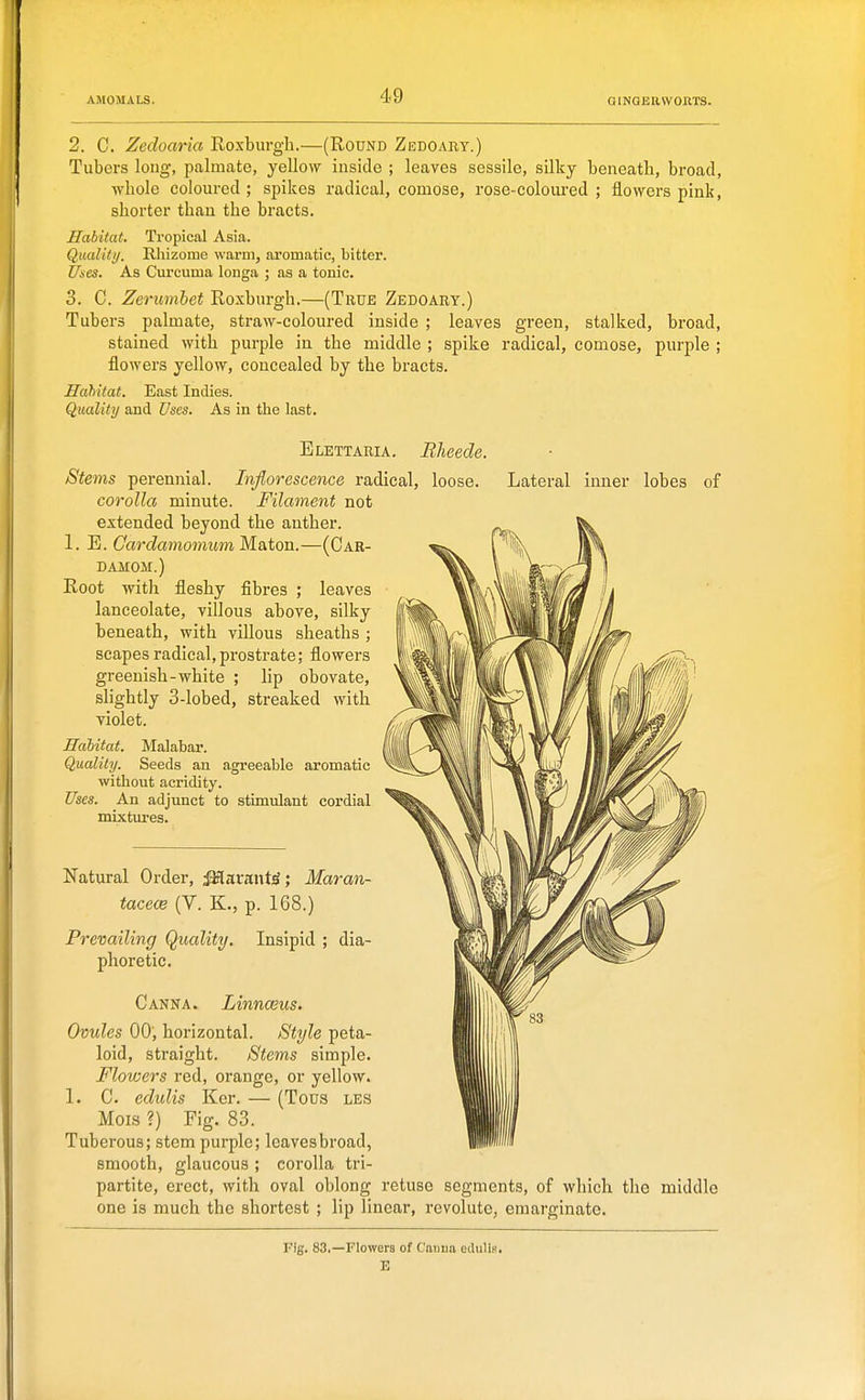 2. C. Zedoaria Roxburgh.—(Round Zedoart.) Tubers loug, palmate, yellow inside ; leaves sessile, silky beneath, broad, whole coloured; spikes radical, comose, rose-coloured; flowers pink, shorter than the bracts. Habitat. Tropical Asia. Quality. Rhizome warm, aromatic, bitter. Uaes. As Curcuma longa ; as a tonic. 3. C. Zeruinhet Roxburgh.—(True Zedoary.) Tubers palmate, straw-coloured inside ; leaves green, stalked, broad, stained with purple in the middle ; spike radical, comose, purple ; flowers yellow, concealed by the bracts. Hahitat. East Indies. Quality and Uses. As in the last. Elettaria. Rlieede. Stems perennial. Inflorescence radical, loose. Lateral inner lobes of corolla minute. Filament not extended beyond the anther. 1. E. CarclamomumM&iovL.—(Car- damom.) Root with fleshy fibres ; leaves lanceolate, villous above, silky beneath, with villous sheaths ; scapes radical, prostrate; flowers greenish-white ; lip obovate, slightly 3-lobed, streaked with violet. Hahitat. Malabar. Quality. Seeds an agreeable aromatic without acridity. Uses. An adjunct to stimulant cordial mixtures. Natural Order, ^arantiS; Maran- tacece (V. K., p. 168.) Prevailing Quality. Insipid ; dia- phoretic. Canka. Linnaeus. Ovules 00; horizontal. Style peta- loid, straight. Stems simple. Flowers red, orange, or yellow. 1. C. edulis Kcr. — (Tous les Mois ?) Fig. 83. Tuberous; stem purple; leaves broad, smooth, glaucous ; corolla tri- partite, erect, with oval oblong retuse segments, of which the middle one is much the shortest ; lip linear, revolute, eniarginate. Fig. 83,—Flowers of C'auna edulis. E