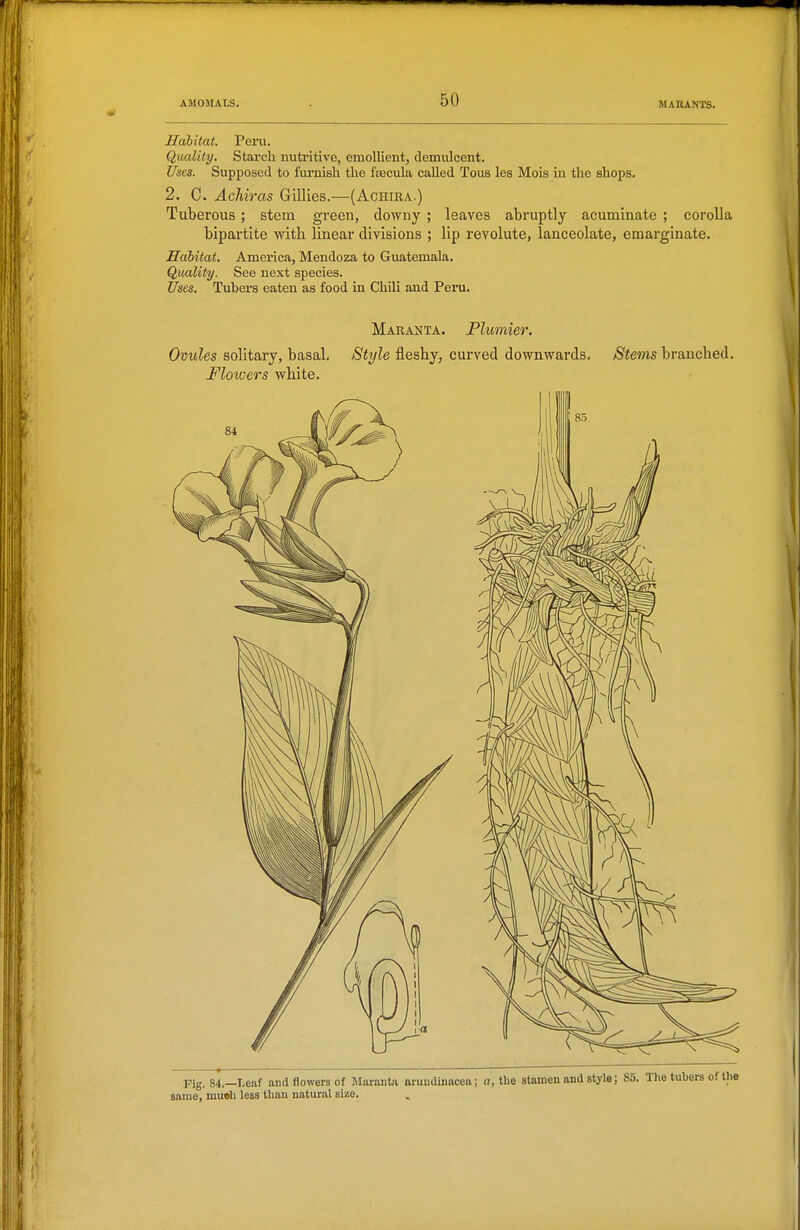 Habitat. Peni. Quality. Starch nutritive, emollient, demulcent. Utses. Supposed to furnish the frecula called Tous les Mois in the shops. 2. C. Achh-as Gillies.—(Achira.) Tuberous; stem green, downy ; leaves abruptly acuminate ; corolla bipartite with linear divisions ; lip revolute, lanceolate, emarginate. Habitat. America, Mendoza to Guatemala. Quality. See next species. Uses. Tubers eaten as food in Chili and Peru. Maranta. Plumier. Ovules solitary, basal. Style fleshy, curved downwards. Stems branched. Flowers white. Fig. 84.—Leaf and flowers of MaranU nruudinacea; a, the stamen and style; 85. The same, mu»h less than natural size.