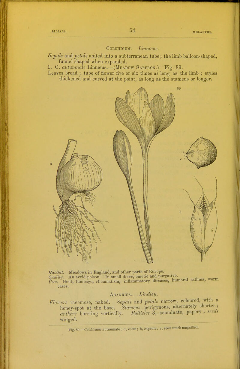 l:luls. COLCHICUM. LinncGus. Sepals and petals united into a subterranean tube; tbe limb balloon-shaped, funnel-shaped when expanded. 1. C. autwmnale Linnaeus (Meadow Sapfron.) Pig. 89. Leaves broad ; tube of flower five or six times as long as the limb ; styles thickened and curved at the point, as long as the stamens or longer. Habitat. Meadows in England, and other parts of Eui'ope. Quality. An acrid poison. In small doses, emetic and purgative. Uses. Gout, lumbago, rheumatism, inflammatory diseases, humoral astnma, worm cases. AsAGRyEA. LindUij. Moicers racemose, naked. Sepals and petals narrow, coloured, with a honey-spot at the base. Stamens perigynous, alternately shorter ; anthers bursting vertically. Follicles 3, acuminate, papery ; seeds winged. Fig.SS.-Colohicum autumnale; a, corm; b, capsule; c, seed much uiagnilica.