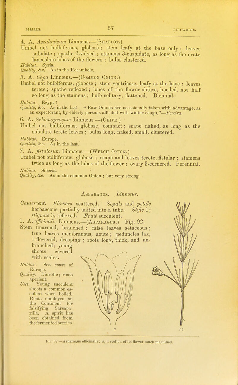 4. A. Ascalonicum Linnaeus.—(Shallot.) Umbel not bulbiferous, globose ; stem leafy at the base only ; leaves subulate ; spathe 2-valved ; stamens 3-cuspidate, as long as the ovate lanceolate lobes of the flowers ; bulbs clustered. Habitat. Syria. Quality, &c. As in tlie Rocambole. 5. A. Cepa Linnteus.—(Common Onion.) Umbel not bulbiferous, globose ; stem ventricose, leafy at the base ; leaves terete ; spathe reflexed ; lobes of the flower obtuse, hooded, not half so long as the stamens ; bulb solitary, flattened. Biennial. Habitat. Egypt ? Quality, &c. As in the last.  Raw Onions are occasionally taken with advantage, as an expectorant, by elderly persons affected with winter cough.—Pereira. 6. A. Schoenoprasuon Linnasus —(Chive.) Umbel not bulbiferous, globose, compact ; scape naked, as long as the subulate terete leaves ; bulbs long, naked, small, clustered. Habitat. Europe. Quality, &c. As in the last. 7. A. fistuloswm LinnsBus.—(Welch Onion.) Umbel not bulbiferous, globose ; scape and leaves terete, fistular ; stamens twice as long as the lobes of the flower ; ovary 3-cornered. Perennial. Habitat. Siberia. Quality, &c. As in the common Onion ; but very strong. Asparagus. Linnceus. Caulescent. Flowers scattered. Sepals and petals herbaceous, partially united into a tube. Style 1; stigmas 3, reflexed. Fruit succulent. 1. A, officinalis LmnseuB.—(Asparagus.) Fig. 92. Stem unarmed, branched ; false leaves setaceous ; true leaves membranous, acute ; peduncles lax, 1-flowered, drooping ; roots long, thick, and un- branched; young shoots covered with scales. Habitat. Sea coast of Europe. QvMlUy. Diuretic; roots aperient. Uses. Young succulent shoots a common es- culent when boiled. Roots employed on the Continent for falsifying Sarsapa- rilla. A spirit has been obtained from the fermented berries. Fig. »2.—Asparagus officinalis; a, a section of its flower mucli magnified.