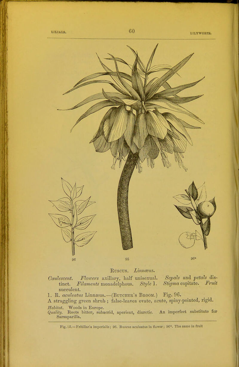 96 95 96« Ruscus. Linnoeus. Caulescent. Flowers axillary, half unisexual. Sepals and petals dis- tinct. Filaments monadelplaous. Style 1. Stigma capitate. Fruit succulent. 1. R. aculeatus LinntBus.—(Butcher's Broom.) Fig. 96. A straggling green slirub ; false-leaves ovate, acute, spiny-pointed, rigid. Habitat. Woods in Europe. Quality. Roots bitter, subaerid, aperient, diuretic. An imperfect substitute for Sarsaparilla. Fig. fjS.—Fritilloi-ia imperialis; 96. Ruscus aculeatus iu flower; 90 The same in fruit