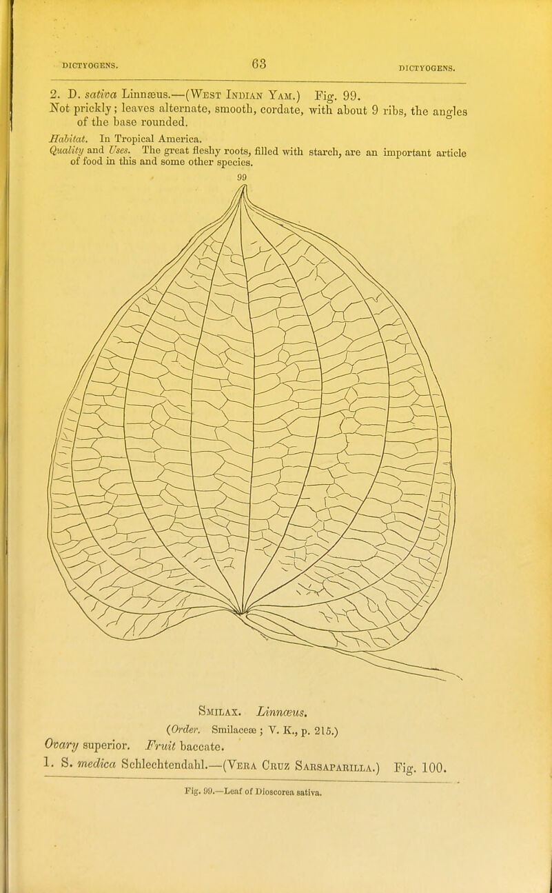 2. D. satim Linn£eus.—(West Indian Yam.) Fig. 99. Not pricklj; leaves alternate, smooth, cordate, with about 9 ribs, the angles of the base rounded. Habitat. In Tropical America. Quality and Uses. The great fleshy roots, filled with stai'ch, are an important article of food in this and some other species. 99 Smilax. Linnceus. (Order. Smilacese ; V. K., p. 215.) Ovary superior. Fruit baccate. 1. S. medica Schlechtendahl.—(Vera Cruz Sarsaparilla.) Fig. 100. Fig. 99.—Leaf of Dioacorea sativa.