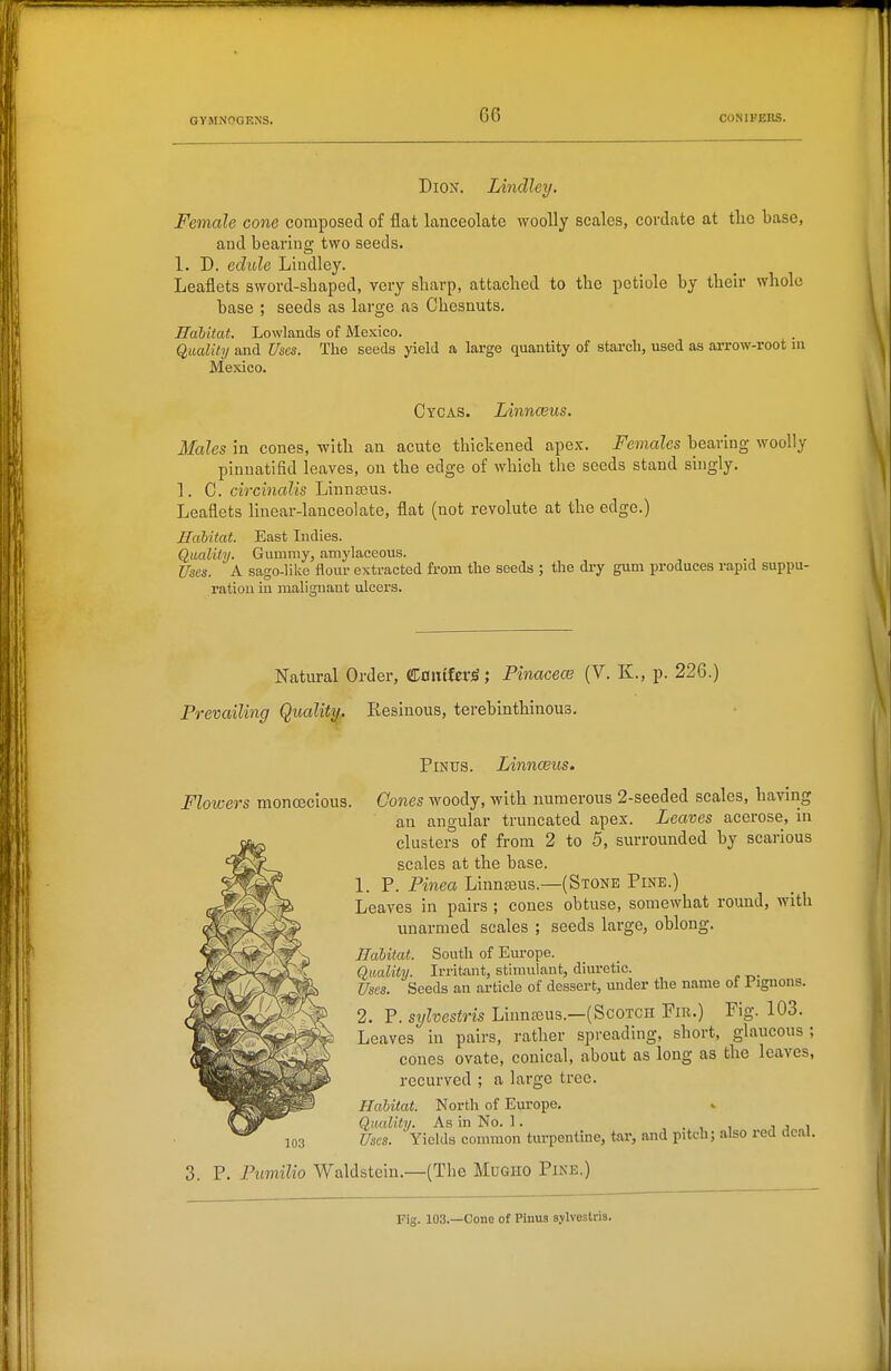 Dion. Lindley. Female cone composed of flat lanceolate woolly scales, cordate at tlie base, and bearing two seeds. 1. D. edule Lindley. Leaflets sword-sbaped, very sbarp, attached to the petiole by their whole base ; seeds as large as Chesnuts. Habitat. Lowlands of Mexico. Quality and Uses. The seeds yield a large quantity of starch, used as arrow-root m Mexico. Cycas. Linnaeus. Males in cones, with an acute thickened apex. Females bearing woolly pinnatifid leaves, on the edge of which the seeds stand singly. 1. C. circma^is Linnaeus. Leaflets linear-lanceohate, flat (not revolute at the edge.) Halitat. East Indies. Quality. Gummy, amylaceous. Uses. A sago-like flour extracted from the seeds ; the di-y gum produces rapid suppu- ration in malignant ulcers. Natural Order, ULamlzxi; Pinacew (V. K., p. 226.) Prevailing Quality. Resinous, terebinthinous. PiNTJS. Linnaeus. Flowers monceclous. Cones woody, with numerous 2-seeded scales, having an angular truncated apes. Leaves acerose, in clusters of from 2 to 5, surrounded by scarious scales at the base. 1. P. Pinea Linnteus.—(Stone Pine.) Leaves in pairs ; cones obtuse, somewhat round, with imarmed scales ; seeds large, oblong. Jlahitat. South of Europe. Quality. Irritant, stimulant, diuretic. Uses. Seeds an article of dessert, under the name of Pignons. 2. P. sylvestris Linnseus.—(Scotch Fir.) Fig. 103. Leaves in pairs, rather spreading, short, glaucous ; cones ovate, conical, about as long as the leaves, recurved ; a largo tree. Habitat. North of Europe. Quality. As in No. 1. . , i i j i Uses. Yields common turpentine, tar, and pitch; also red deal. 3. P. Pumilio Waldstein.—(The Mugho Pine.) Fig. 103.—Cone of Pinus sylvestris.