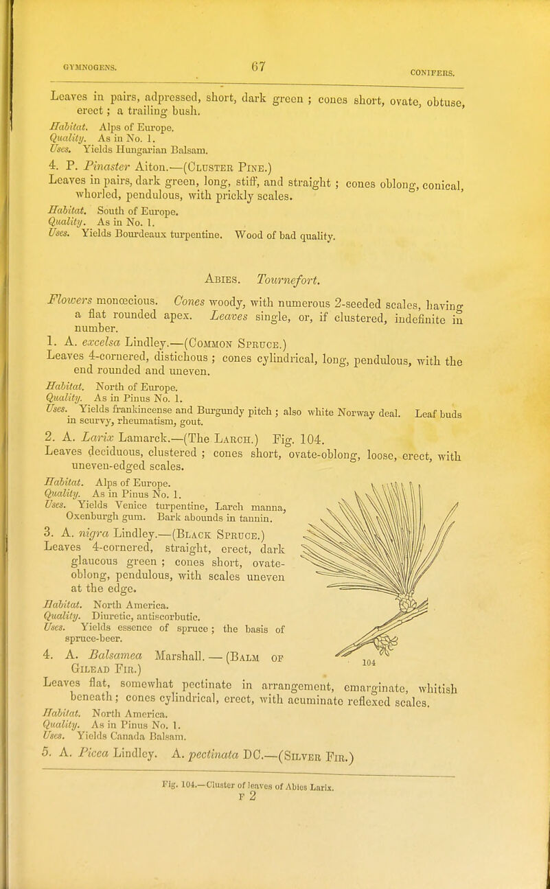 CONIFERS. Leaves iu pairs, adpressed, short, dark green ; cones short, ovate, obtuse erect; a traiUng busli. ' ' Habitat, Alps of Europe. Quality. As in No. 1. Uses. Yields Hungai-ian Balsam. 4. P. Pinaster Alton.—(Cluster Pine.) Leaves in pairs, dark green, long, stiff, and straight ; cones oblong, conical, whorled, pendulous, with prickly scales. Habitat. South of Europe. Quality. As in No. 1. Uses, Yields Bourdeaux turpentine. Wood of bad quality. Abies. Tourncfort. Flowers monoecious. Cones woody, with numerous 2-seeded scales, having a flat rounded apex. Leaves single, or, if clustered, indefinite in number. 1. A. excelsa Lindley.—(Common Spruce.) Leaves 4-cornered, distichous ; cones cylindrical, long, pendulous, with the end rounded and uneven. Habitat. North of Europe. Quality. As in Pinus No. 1. Uses._ Yields frankincense and Burgundy pitch ; also white Norway deal. Leaf buds m scurvy, rheumatism, gout. 2. A. Larix Lamarck.—(The Larch.) Kg- 104. Leaves deciduous, clustered ; cones short, ovate-oblong, loose, erect, with uneven-edged scales. Habitat. Alps of Europe. Quality. As in Pinus No. 1. Uses. Yields Venice turpentine. Larch manna, Oxenburgh gum. Baric abounds in tannin. 3. A. nigra Lindley.—(Black Spruce.) Leaves 4-cornered, straight, erect, dark glaucous green ; cones short, ovate- oblong, pendulous, with scales uneven at the edge. Habitat. North America. Quality. Diuretic, antiscorbutic. Uses. Yields essence of spruce; the basis of spruce-beer. 4. A. Balsamea Marshall. — (Balm of GiLEAD Fir.) Leaves flat somewhat pectinate in arrangement, emarginate, whitish beneath; cones cylindrical, erect, with acuminate rcflexed scales. Habitat. North America. Quality. As in Pinus No. 1. Uses, Yields Canada Balsam. 5. A. Picca Lindley. A. pectinata DC.—(Silver Fir.) Fig. 104.—Cluster of leaves of Ablos Lari.x F 2