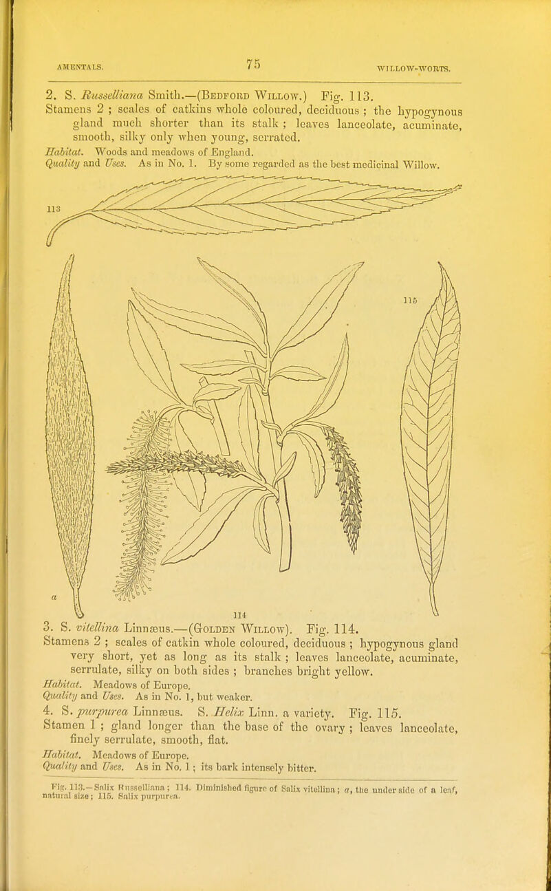 2. S. Eusgelliana Smith.—(Bebfout) Willow.) Fig. 113. Stamens 2 ; scales of catkins whole coloured, deciduous ; the hypogynous gland much shorter than its stalk ; leaves lanceolate, acuminate, smooth, silky only when young, serrated. Habitat. Woods and meadows of England. Quality and Uses. As in No. 1. By some regarded as the best medicinal Willow. 3. S. vilellina Linnseus.—(Golden Willow). Fig. 114. Stamens 2 ; scales of catkin whole coloured, deciduous ; hypogynous gland very short, yet as long as its stalk ; leaves lanceolate, acuminate, serrulate, silky on hoth sides ; branches bright yellow. ndbilat. Meadows of Europe. Quality and Uses. As in No. 1, but weaker. 4. S. purpurea LinnjEus. S. IleUx, Linn, a variety. Fig. 115. Stamen 1 ; gland longer than the base of the ovary ; leaves lanceolate, finely serrulate, smooth, flat. Ilahitat. Meadows of Europe. Quality and Unes. As in No. 1 ; its bark intensely bitter. Fig. 1]3.-Snlix Uiisselliana; 114. Diminished figure of Salix vitellina: a, the underside of a leaf, natur.-il size; 115. Balix piirpnrra.