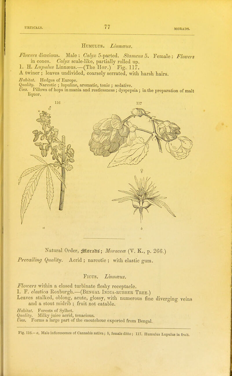 MORADS. HuMULUs. Linncsus. Flowers dioecious. Male : Calyx 5-partecl. Stamens 5. Female : Flowers in coues. Cal//x scale-like, partially rolled up. 1. H. Lupalus Linna3us.—(The Hop.) Fig. 117. A twiner ; leaves undivided, coarsely serrated, with harsh hairs. Eahitat. Hedges of Eui-ope. Quality. Narcotic ; lupuliiie, aromatic, tonic ; sedative. Uses. Pillows of hops in mania and restlessness ; dyspepsia ; in the preparation of malt liquor. Natural Order, M^ixr^i', Moracece (V. K., p. 266.) Prevailing Quality. Acrid ; narcotic ; with elastic gum. Ficus. Linnceus. Flowers within a closed turbinate fleshy receptacle. 1. F. elastica Roxburgh.—(Bengal India-rubber Tree.) Leaves stalked, oblong, acute, glossy, with numerous fine divergino- veins and a stout midrib ; fruit not eatable. TTah'taf. Forests of Sylhet. Qufdiiij. Mil]<y juice acrid, tenacious. Uses, Forms a large part of the caoutchouc exported from Bengal. Fig. 116.- a, Male inflorescence of Cannabis sativa; b, female ditto; 117. Humulua Lupulus in fruit.