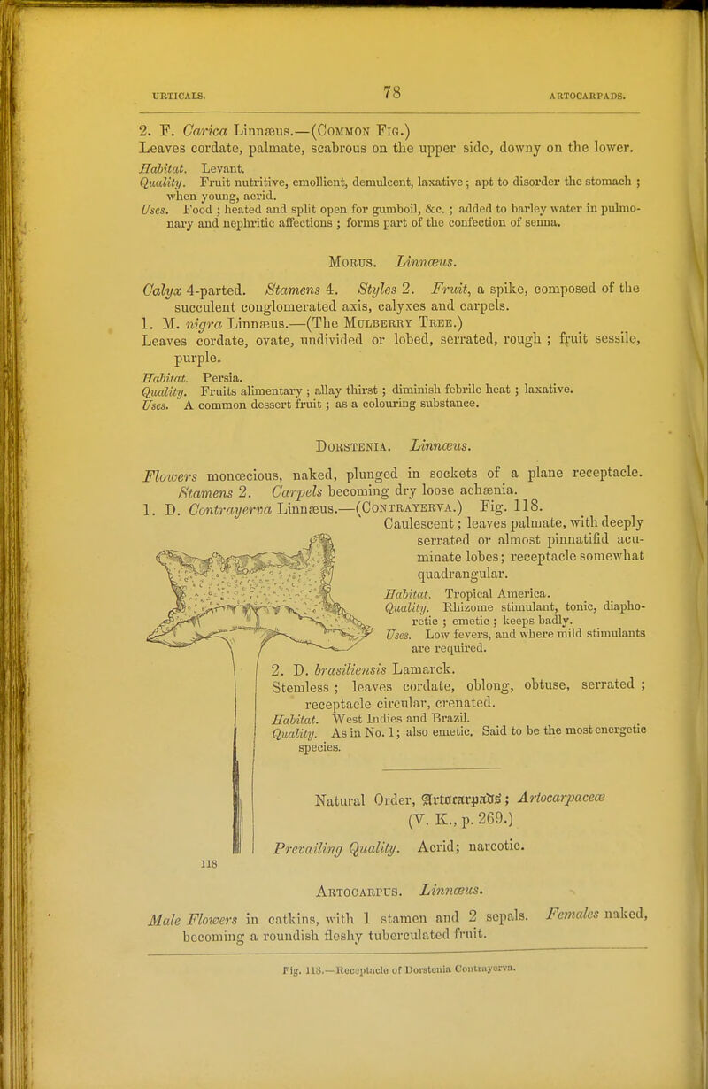 2. F. Carica Lmnsens.—(Common Fig.) Leaves cordate, palmate, scabrous on the upper side, downy on the lower. Habitat. Levant. Quality. Fruit nutritive, emollient, demulcent, laxative; apt to disorder the stomach ; when young, acrid. Uses. Food ; heated and split open for gumboil, &c. ; added to barley water in pulmo- nary and nephritic affections ; forms part of the confection of seima. MoRUS. Linnceus. Calyx 4-parted. Stamens 4. Styles 2. Fruit, a spike, composed of the succulent conglomerated axis, calyxes and carpels. 1. M. nigra Linna3us.—(The Mulberry Tree.) Leaves cordate, ovate, undivided or lobed, serrated, rough ; fruit sessile, purple. Hahitat. Persia. Quality. Fruits alimentary ; allay thirst ; diminish febrile heat ; laxative. Uses. A common dessert fruit; as a colouring substance. DoRSTENiA. Linnceus. Flowers monoecious, naked, plunged in sockets of a plane receptacle. Stamens 2. Carpels becoming dry loose acha3nia. 1. D. Contrayerva lAnu^Bu^.—(Contrayerva.) Fig. 118. Caulescent; leaves palmate, with deeply serrated or almost piunatifid acu- minate lobes; receptacle somewhat quadrangular. Hahitat. Tropical America. Quality. Rhizome stimulant, tonic, diapho- retic ; emetic ; Iceeps badly. Uses. Low fevers, and where mild stimulants are required. 2. D. brasiliensis Lamarck. Stemless ; leaves cordate, oblong, obtuse, serrated ; receptacle circidar, crenated. Hahitat. West Indies and Brazil. Quality. As m No. 1; also emetic. Said to be the most energetic species. 118 Natural Order, sji-tararjiaU^; Artocarpacece (V. K., p. 269.) Prevailing Quality/. Acrid; narcotic. Artooarpus. Linnaeus. Male Flotoers in catkins, with 1 stamen and 2 sepals. Females naked, becoming a roundish fleshy tuberculatcd fruit. rig. us.—llec jptiiclo of Uorstenia Coutriiycrva.