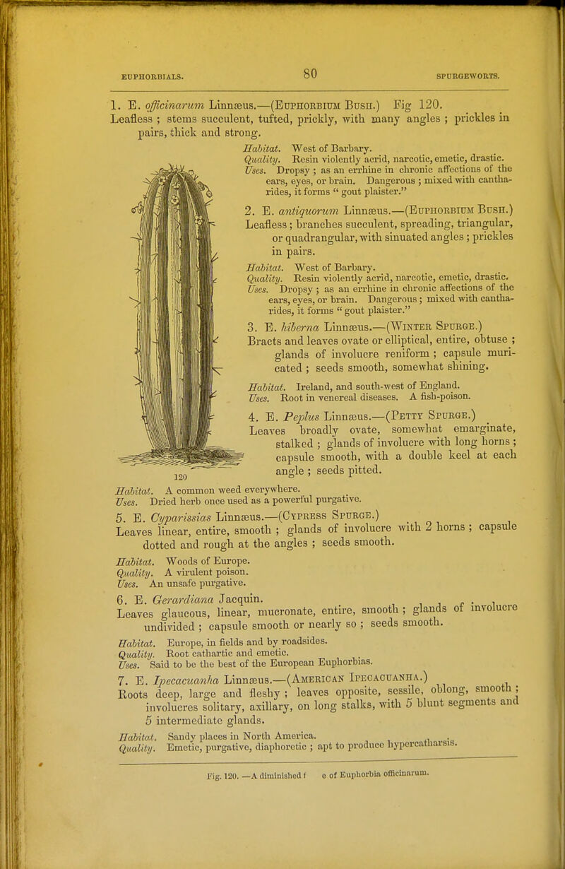 1. E. o^'c2?zan(?n Linnaeus.—(Euphorbium Busii.) Fig 120. Leafless ; stems succulent, tufted, prickly, with many angles ; prickles in pairs, thick and strong. Habitat. West of Barbary. Quality. Resin violently acrid, narcotic, emetic, drastic. Uses. Dropsy ; as an errhine in clu'onic affections of the ears, eyes, or brain. Dangerous ; mixed with cantha- rides, it forms  gout plaister. 2. E. antiquorum Linnseus.—(Euphorbium Bush.) Leafless ; branches succulent, spreading, triangular, or quadrangular, with sinuated angles ; prickles in pairs. Habitat. West of Barbary. Quality. Resin violently acrid, narcotic, emetic, drastic. Uses. Dropsy ; as an errhine in chronic affections of the ears, eyes, or brain. Dangerous ; mixed with cantha- rides, it forms  gout plaister. 3. E. hiberna Linnteus.—(Winter Spurge.) Bracts and leaves ovate or elliptical, entire, obtuse ; glands of involucre reniform ; capsule muri- cated ; seeds smooth, somewhat shining. Habitat. Ireland, and south-west of England. Uses. Root in venereal diseases. A fish-poison. 4. E. Peplus Linnseus.—(Petty Spurge.) Leaves broadly ovate, somewhat emarginate, stalked ; glands of involucre with long horns ; capsule smooth, with a double keel at each angle ; seeds pitted. Habitat. A common weed everywhere. Uses. Dried herb once used as a powerful purgative. 5. E. Cyparissias Linnteus.—(Cypress Spurge.) Leaves linear, entire, smooth ; glands of involucre with 2 horns ; capsule dotted and rough at the angles ; seeds smooth. Habitat. Woods of Europe. Q.uality. A vu-ulent poison. Uses. An unsafe purgative. 6. E. Gerardiana Jacquin. , i o • i Leaves glaucous, linear, mucronate, entire, smooth ; glands of mvolucre undivided ; capsule smooth or nearly so ; seeds smooth. Habitat. Europe, in fields and by roadsides. Quality. Root cathartic and emetic. Uses. Said to be the best of the European Euphorbias. 7. E. Ipecacuanha Linnseus.—(American Ipecacuanha..) Roots deep, large and fleshy ; leaves opposite, sessile, oblong, smooth ; involucres solitary, axillary, on long stalks, with 5 bluut segments and 5 intermediate glands. Habitai. Sandy places in North America. Quality. Emetic, purgative, diaphoretic ; apt to produce hypercatliarsis. Fig. 120. —A diminished f e of Euphorbin officinivrum.