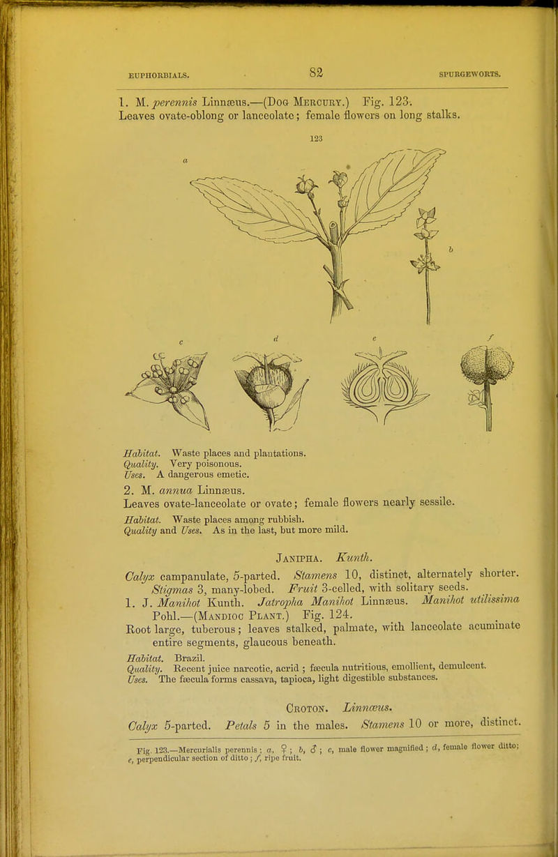 1. M.. perennis Linnteiis.—(Dog Mercury.) Fig. 123. Leaves ovate-oblong or lanceolate; female flowers on long stalks. 123 Habitat. Waste places and plautations. Quality. Very poisonous. Uses. A dangerous emetic. 2. M. annua Linnaeus. Leaves ovate-lanceolate or ovate; female flowers nearly sessile. Habitat. Waste places among rubbish. Quality and Uses. As in the last, but more mild. Janipha. Kunih. Calyx campanulate, 5-parted. Stamens 10, distinct, alternately shorter. Stigmas 3, many-lobed. Fruit 3-celled, with solitary seeds. 1, J. Manihot Kunth. Jatropha Manihot Linnseus. Manihot utilissima Pohl.—(Mandioc Plant.) Fig. 124. Root large, tuberous; leaves stalked, palmate, with lanceolate acummate entire segments, glaucous beneath. Habitat. Brazil. Quality. Recent juice narcotic, acrid ; fsecula nutritious, emollient, demulcent. Uses. The fcecula forms cassava, tapioca, light digestible substances. Croton. Linnceus. Calyx 5-parted. Petals 5 in the males. Stamens 10 or more, distinct. Fig. 123.—Merciirialis perennis ; a, ? ; 6, (? ; c, male flower magnified; d, female e, perpendicular section of ditto j /, ripe fruit.