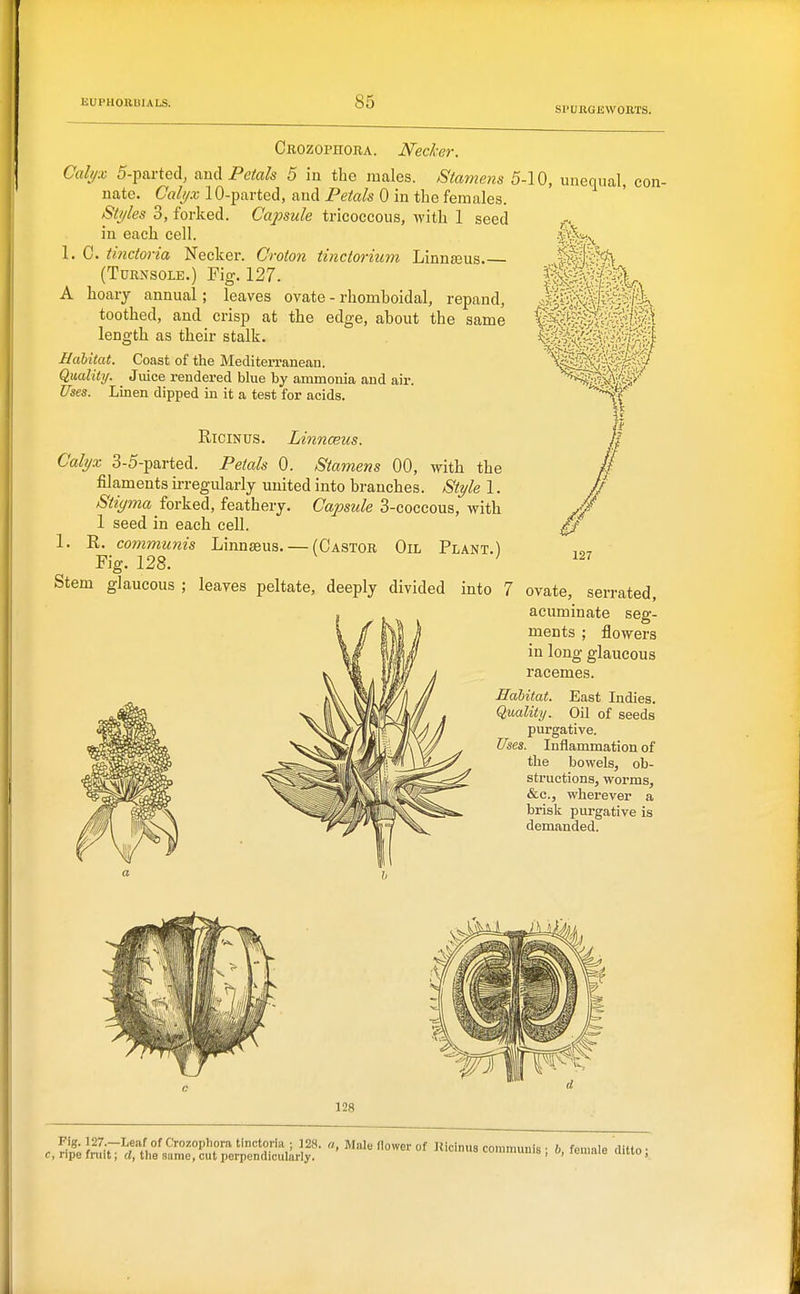 spuiigewohts. Crozophora. Necker. Calyx 5-parted, and 5 in the males. Stamens 5-10, unequal, con- nate. Cah/x 10-parted, and Petals 0 in the females. Sti/les 3, forked. Capsule tricoccous, with 1 seed in each cell. 1. C. tinctoria Necker. Croton tinctorium Linnajus (Turnsole.) Fig. 127. A hoarj annual; leaves ovate - rhomboidal, repand, toothed, and crisp at the edge, about the same length as their stalk. Habitat. Coast of the Mediterranean. Quality. Jiiice rendered blue by ammonia and air. Uses. Linen dipped in it a test for acids. RiciNUS. Linnceus. Calyx 3-5-parted. Petals 0. Stajnens 00, with the filaments irregularly united into branches. Style 1. Stiyma fovkeA, feathery. Capsule 3-coccous, with 1 seed in each cell. 1. R. communis Linnaeus. — (Castor Oil Plant.) Pig. 128. ' Stem glaucous ; leaves peltate, deeply divided into / 127 7 ovate, serrated, acuminate seg- ments ; flowers in long glaucous racemes. Habitat. East Indies. Quality. Oil of seeds purgative. Uses. Inflammation of tlie bowels, ob- structions, worms, &c., wherever a brislc purgative is demanded.