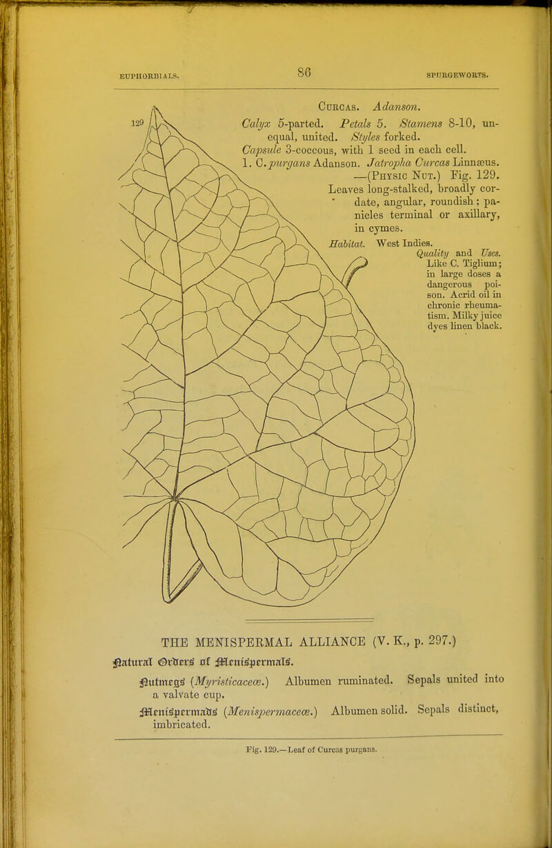 CnnoAs. Adanson. Calyx 5-partecl. Petals 5. Stamens 8-10, un- equal, united. Styles forked. Capsule 3-coccous, with 1 seed in each cell. 1. (j.purgans KAnxiSiOXL. Jatroplia C'wrcas Linnaeus. —(Physic Not.) Fig. 129. Leaves long-stalked, broadly cor- date, angular, rouudish; pa- nicles terminal or axillary, in cymes. Eahitat. West Indies. Quality and Uses. Like C. Tiglium; iu large doses a dangerous poi- son. Acrid oil in clu'onic rheuma- tism. Milky juice dyes linen black. THE MENISPERMAL ALLIANCE (V. K., p. 297.) iJatural Orlfn-^ of jafttniSpcrmat^. iUutmcgS [Myristicacece.) Albumen ruminated. Sepals united into a valvate cup. jaftnttSpcrmail^ {Menisjyermacece.) Albumen solid. Sepals distinct, imbricated. Fig. 129.—Leaf of Curcas pm-gftus.