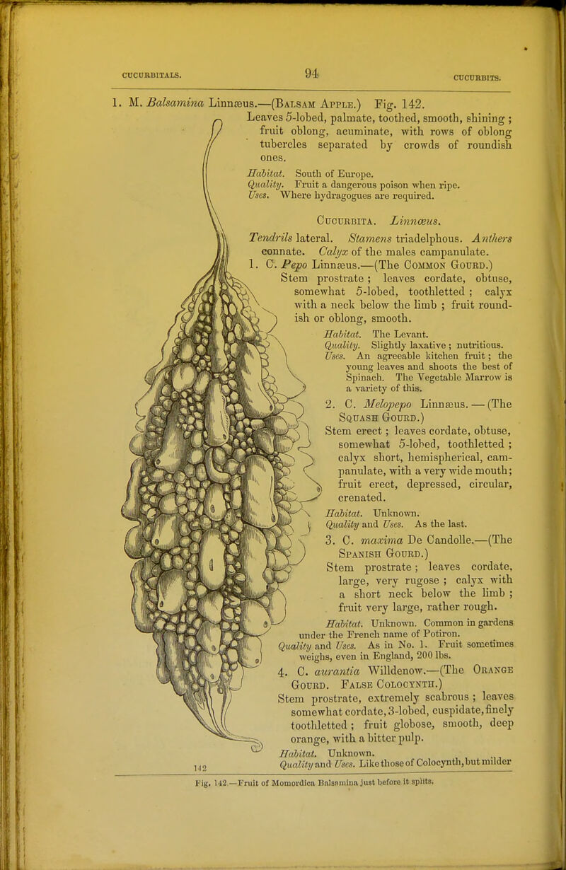 CUCUHBIXS. 1. M.. Balsamina Linnsens.—(Balsam Apple.) Fig. 142. Leaves 5-lobecl, palmate, toothed, smooth, shining ; fruit oblong, acuminate, with rows of oblong tubercles separated by crowds of roundish ones. Habitat. South of Europe. Quality. Fruit a dangerous poison wlien ripe. Uses. Where hydragogues are required. CucuuBiTA. Lhinceus. Tendrils lateral. Stamens triadelphous. Anthers connate. Calyx of the males campanulate. 1. C. Pepo Linn£Bus.—(The Common Gourd.) Stem prostrate; leaves cordate, obtuse, somewhat 5-lobed, toothletted ; calyx with a neck below the limb ; fruit round- ish or oblong, smooth. Habitat. The Levant. Quality. Slightly laxative ; nutritious. Uses. An agreeable kitchen fruit; the young leaves and shoots the best of Spinach. The Vegetable Marrow is a variety of tliis. C. Melopepo LinnaBus. — (The Squash Gourd.) Stem erect; leaves cordate, obtuse, somewhat 5-lohed, toothletted ; calyx short, hemispherical, cam- panulate, with a very wide mouth; fruit erect, depressed, circular, crenated. Habitat. Unknown. Quality and Uses. As the last. 3. C. maxima De Candolle.—(The Spanish Gourd.) Stem prostrate; leaves cordate, large, very rugose ; calyx with a short neck below the hmb ; fruit very large, rather rough. Habitat. Unknown. Common in gardens under the French name of Potiron. Quality and Uses. As in No. 1. Fruit sometimes weighs, even in England, 200 lbs. 4. 0. aurantia Willdenow.—(The Orange Gourd. False Colocynth.) Stem prostrate, extremely scabrous ; leaves somewhat cordate, 3-lobed, cuspidate,finely toothletted; fruit globose, smooth, deep orange, with a bitter pulp. Habitat. Unknown. Quality tiaA Uses. Like those of Colocynth,but milder 142 l'ig. 142.—Fruit of Momordica Balsnniinn just before it splits.