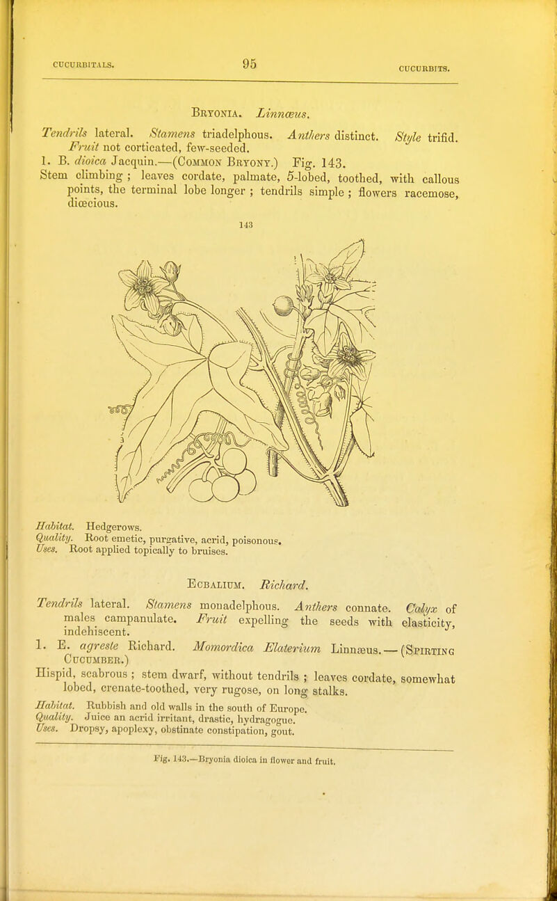 CUCURBITS. Bryonia. Linnaeus. Tendrils lateral. Stamens triadelphous. Anthers distinct. Stijle trifid. Fruit not corticated, few-seeded. 1. B. dioica Jacquin.—(Common Bryony.) Fig. 143, Stem climbing ; leaves cordate, palmate, 5-lobed, toothed, with callous points, the terminal lobe longer ; tendrils simple ; flowers racemose, dioecious. 143 Habitat. Hedgerows. Quality. Root emetic, purgative, acrid, poisonous. Uses. Root applied topically to bruises. EcBALiuM. Richard. Tendrils lateral. Stamens monadelphous. Anthers connate. Cali/x of males campanulate. Fruit expelling the seeds with elasticity, indehiscent. 1. E. agreste Richard. Momordica Elaterium LinnsEus. —(Spirting Cucumber.) Hispid, scabrous ; stem dwarf, without tendrils ; leaves cordate, somewhat lobed, crenate-toothed, very rugose, on long stalks. ITalitai. Rubbish and old walls in the south of Europe. Quality. Juice an acrid irritant, drastic, hydragogue. Uses. Dropsy, apoplexy, obstinate constipation, gout. l-'ig. 143—Bryonia dioica in flower and fruit.